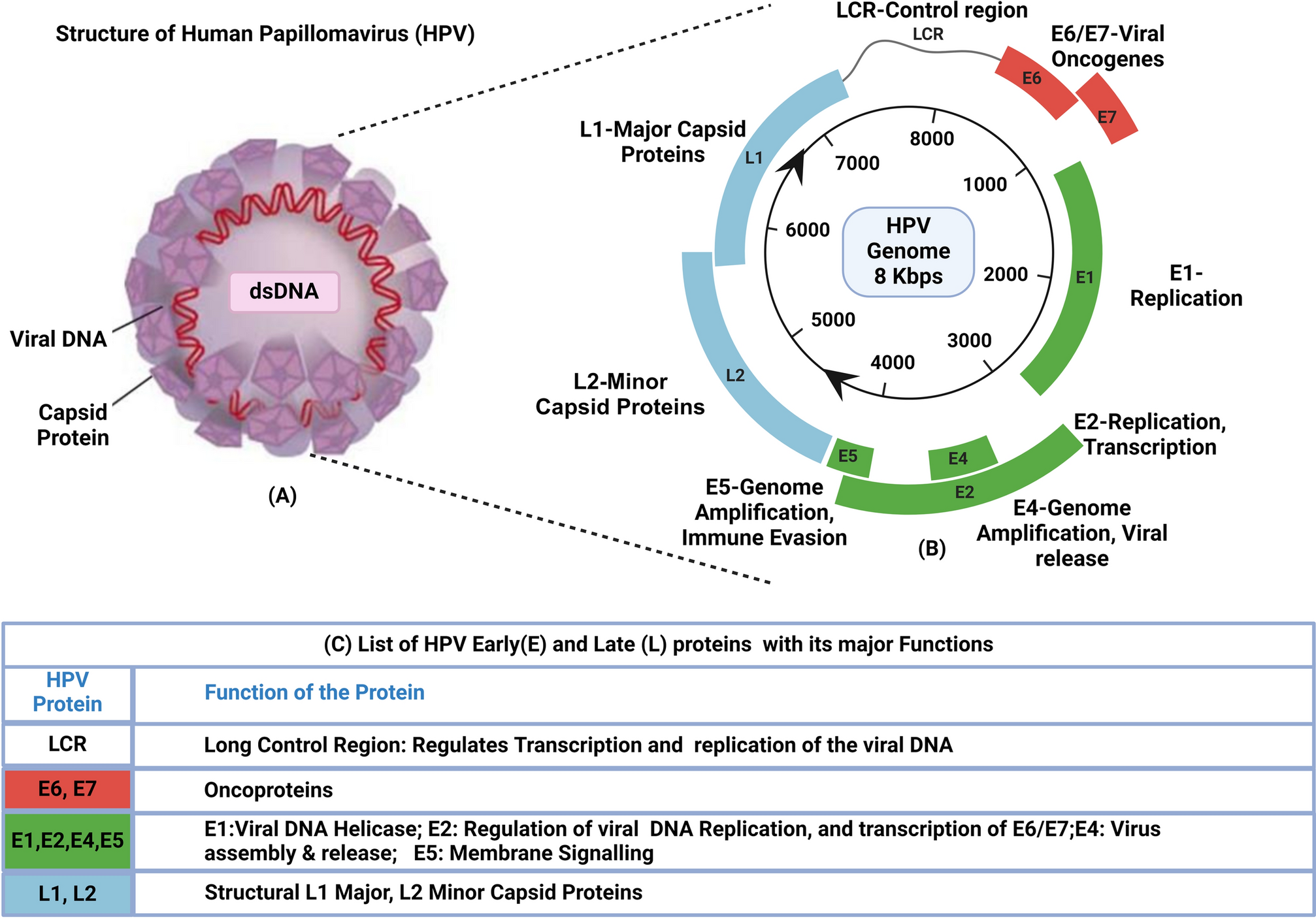 Human papillomavirus vaccine: Success and challenges