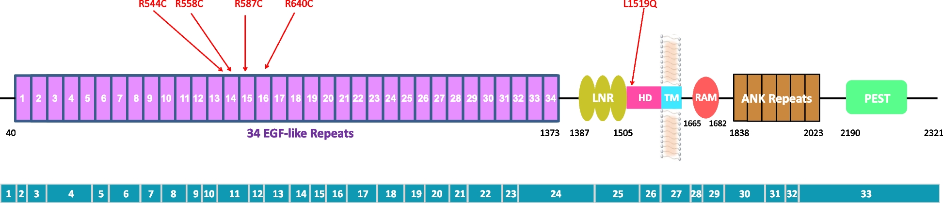 Analyses of NOTCH3 variants in Chinese patients with clinically diagnosed Alzheimer's disease and frontotemporal dementia