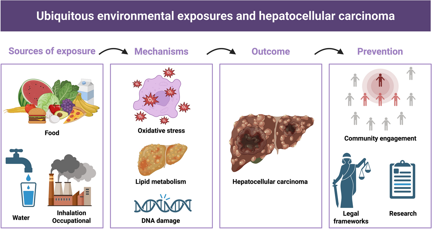 Ubiquitous Environmental Exposures and Risk of Hepatocellular Carcinoma: A Narrative Review