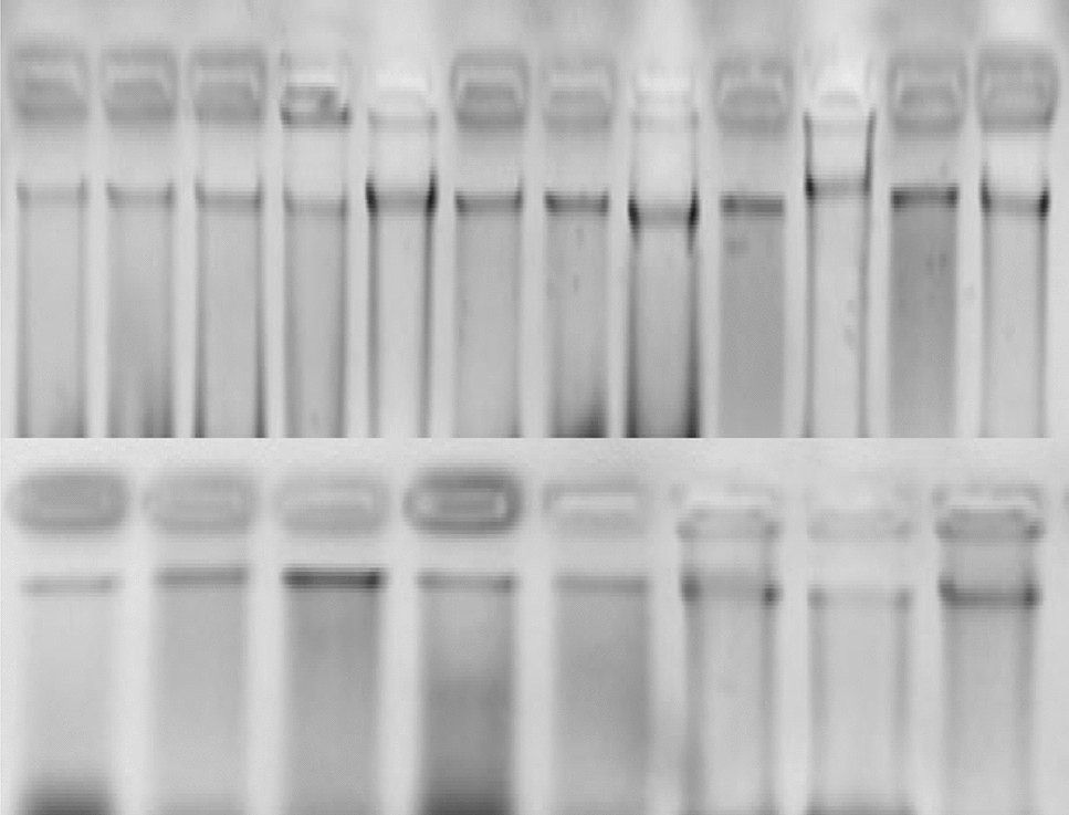 Characterization of self-incompatibility alleles in previously unidentified aromatic, scab resistant apple ( Borkh.) cultivars for use in breeding programmes