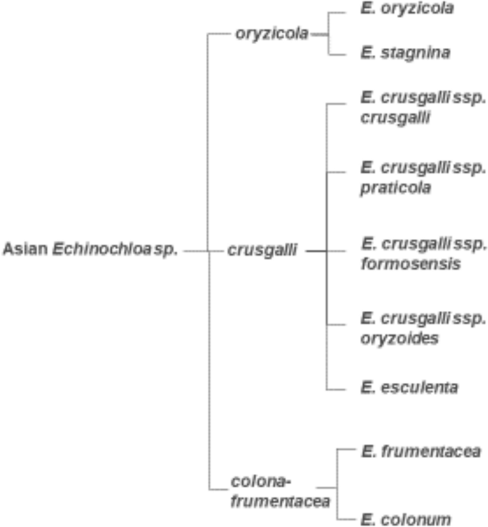 Integrating multi-omics approaches for stress resilience in barnyard millet