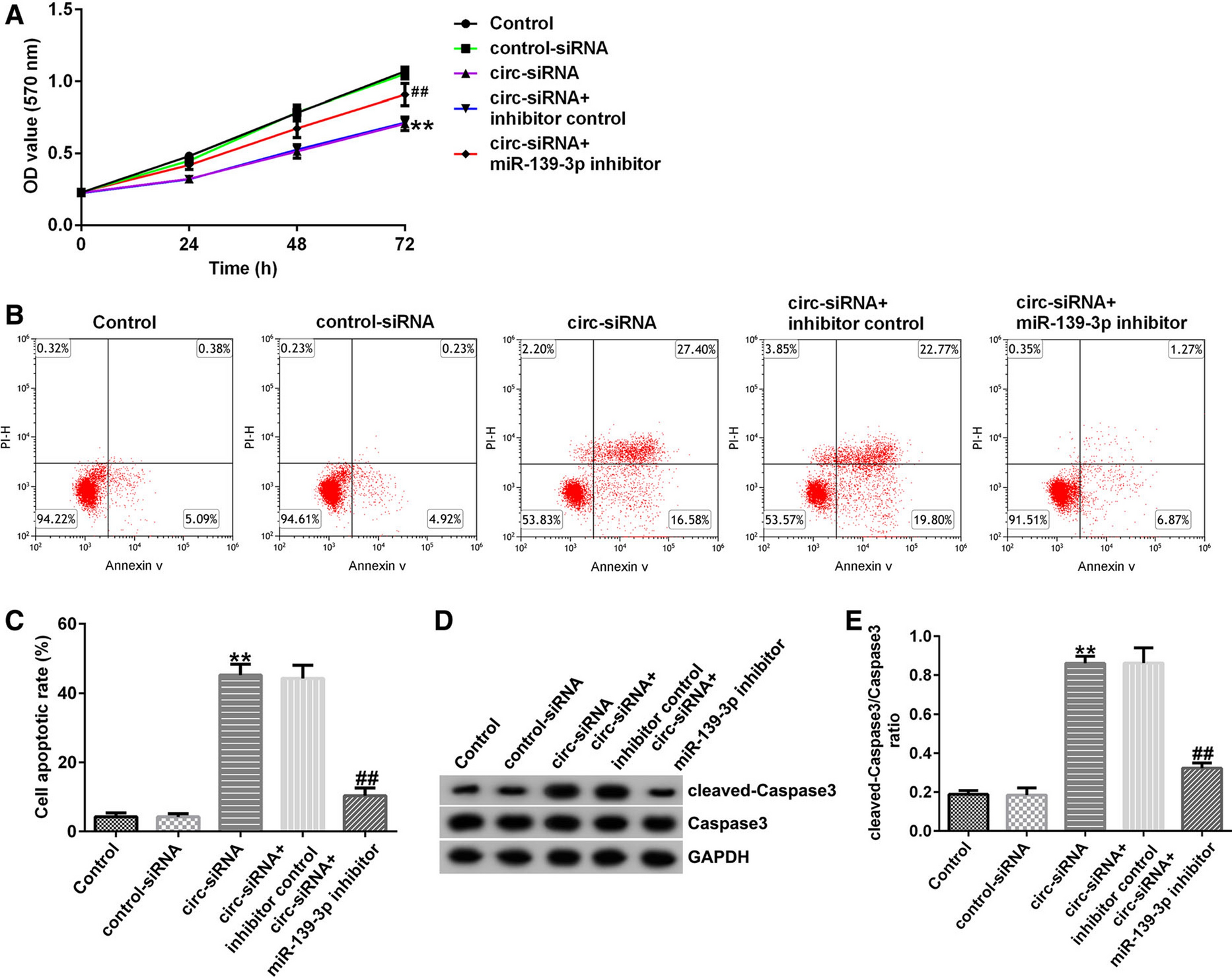 Correction: hsa_circ_0000218/hsa-miR-139-3p/SOX4 regulatory feedback circuit influences the proliferation and apoptosis of gastric cancer cells