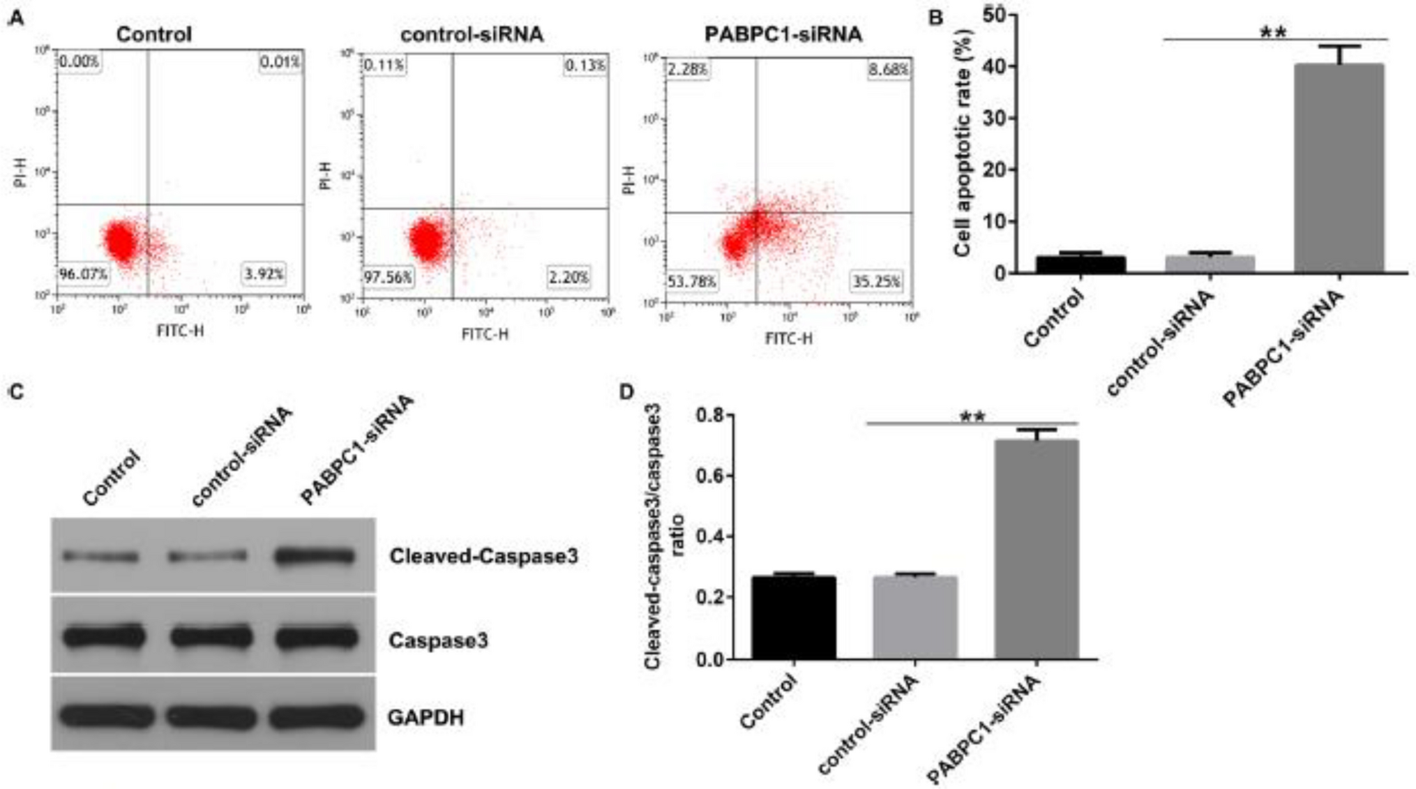 Correction: PABPC1 silencing inhibits pancreatic cancer cell proliferation and EMT, and induces apoptosis via PI3K/AKT pathway