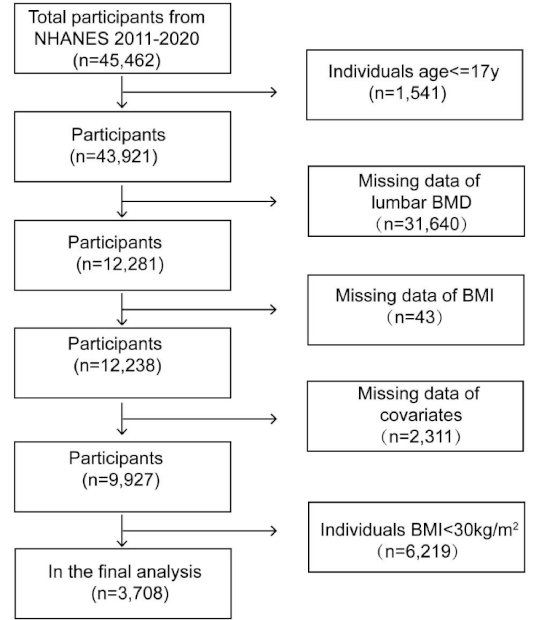 The association between body mass index and total lumbar bone mineral density in obese adults: the national health and nutrition examination survey (NHANES) 2011–2020