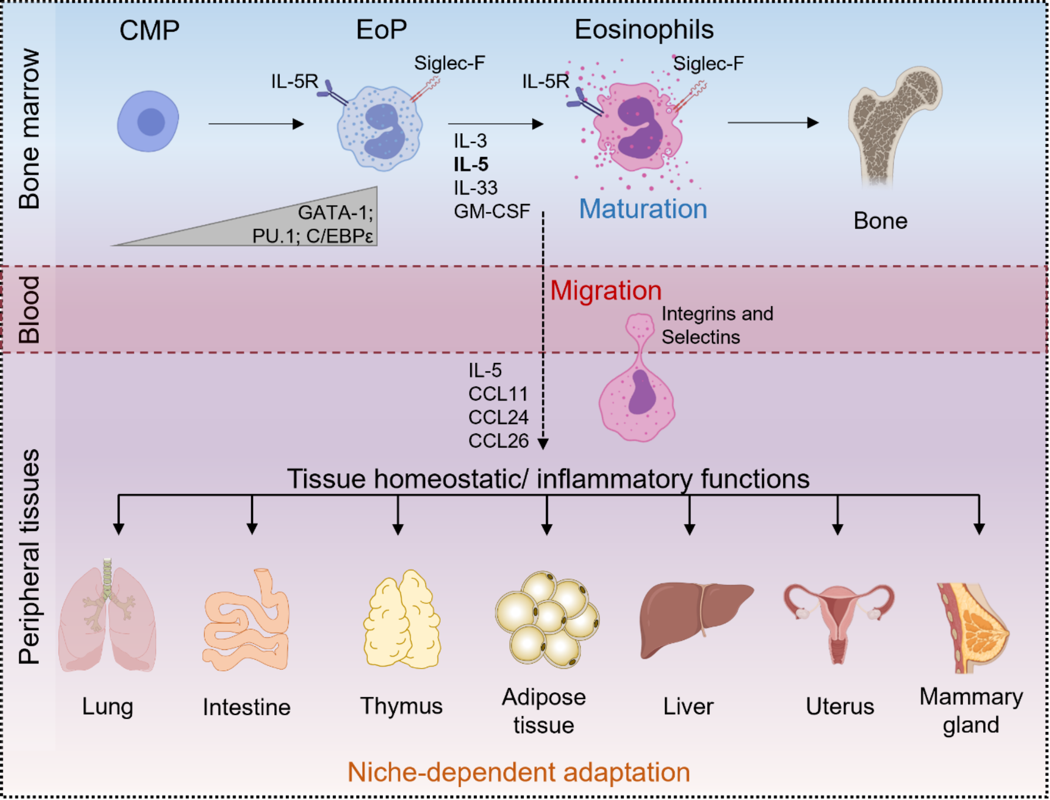 Emerging Roles of Eosinophils in Bone