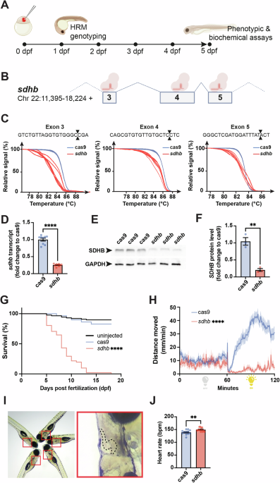 Rapid generation of a sdhb loss-of-function zebrafish model for secreting pheochromocytomas and paragangliomas