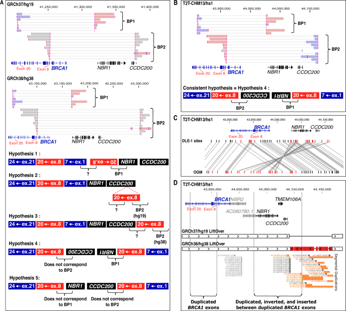 A founder BRCA1 exonic duplication involving breakpoint in T2T reference genome-specific region results in constitutional fusion transcript