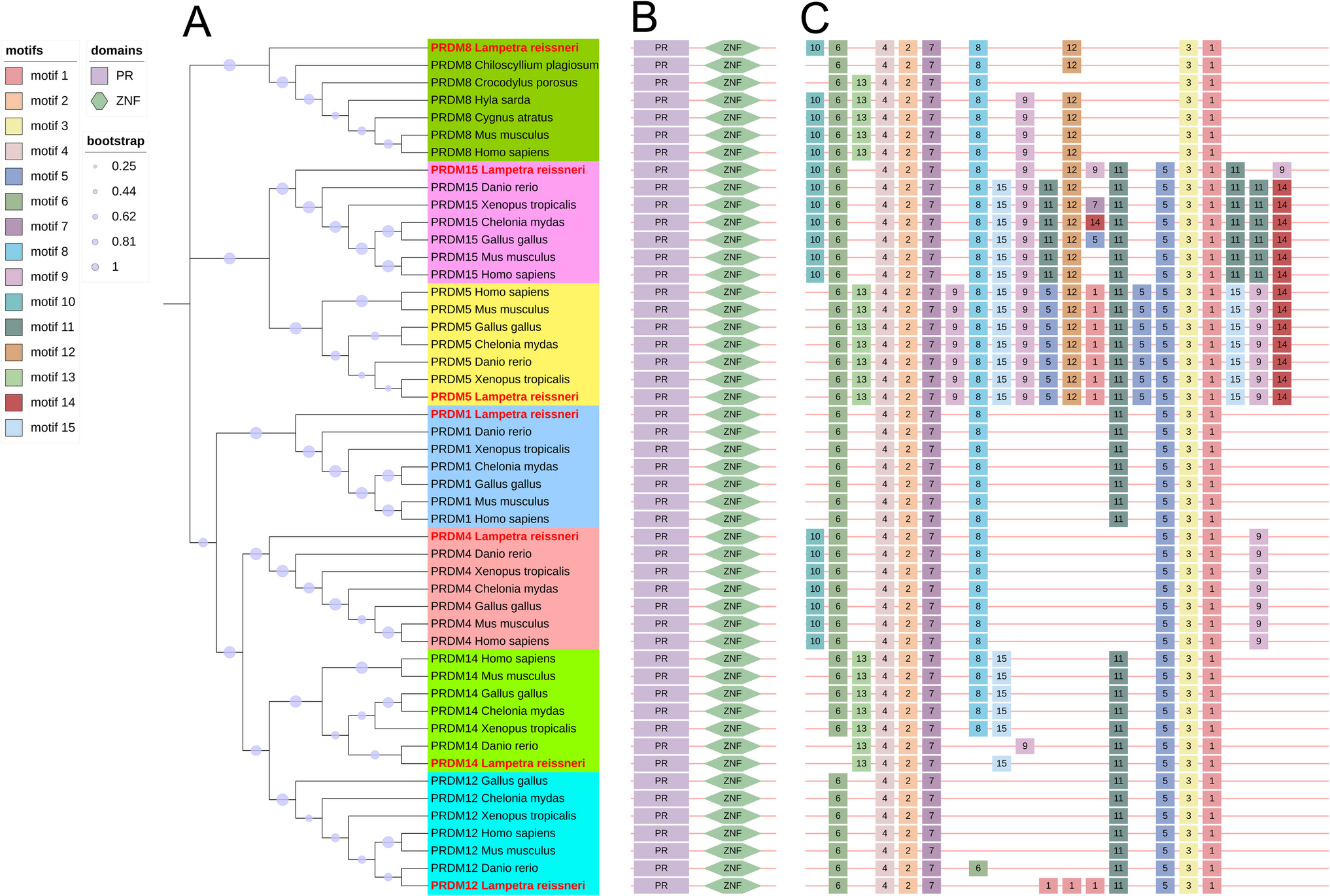 Molecular evolution of the transcription factor  genes and expression profiles in response to stimulations and spinal cord injury repair in lamprey )