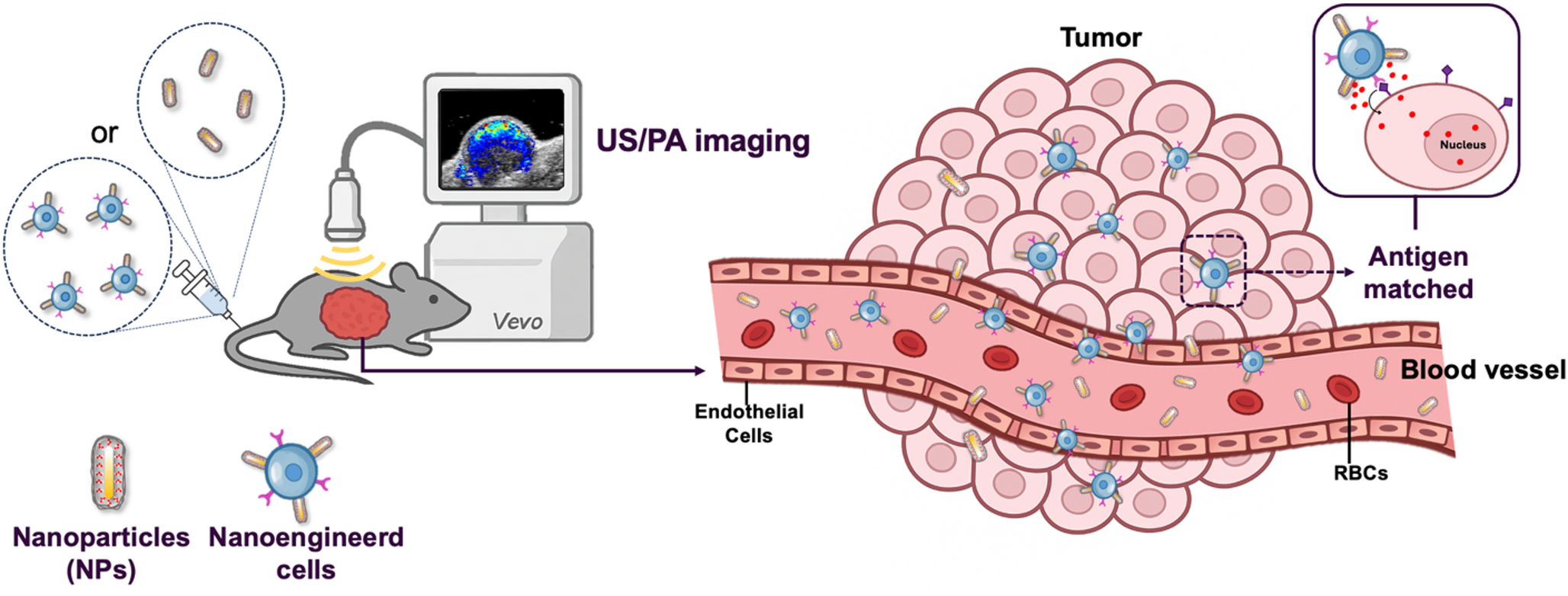 Nanoengineered cytotoxic T cells for photoacoustic image-guided combinatorial cancer therapy