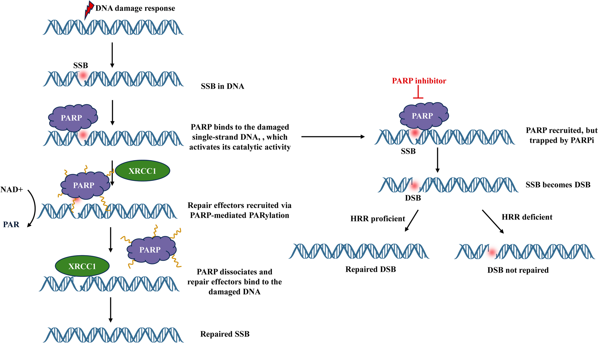 Navigating PARP Inhibitor Resistance in Ovarian Cancer: Bridging Mechanistic Insights To Clinical Translation