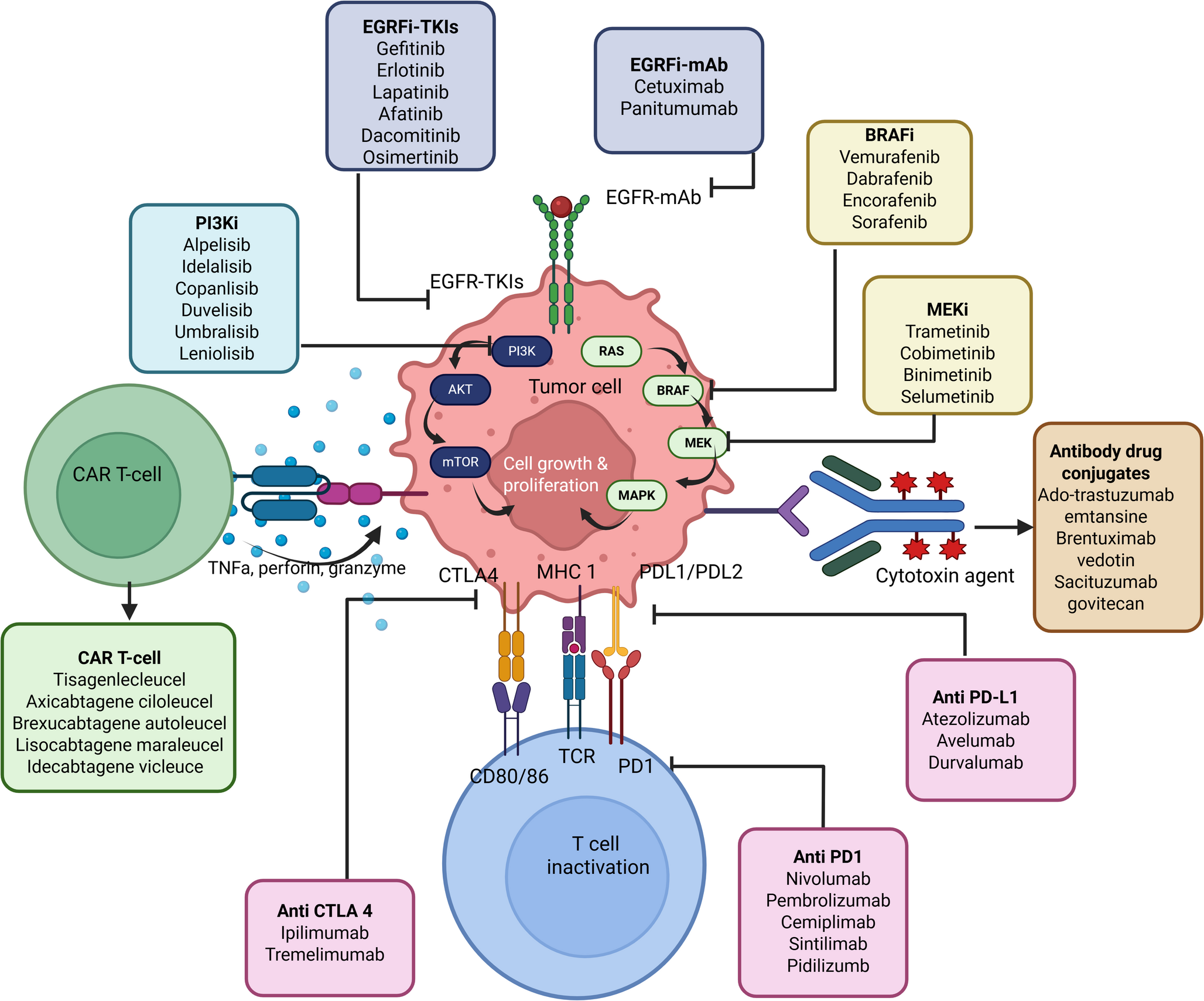 Skin Reactions and Other Underappreciated Dermatologic Side Effects of Cancer Therapies