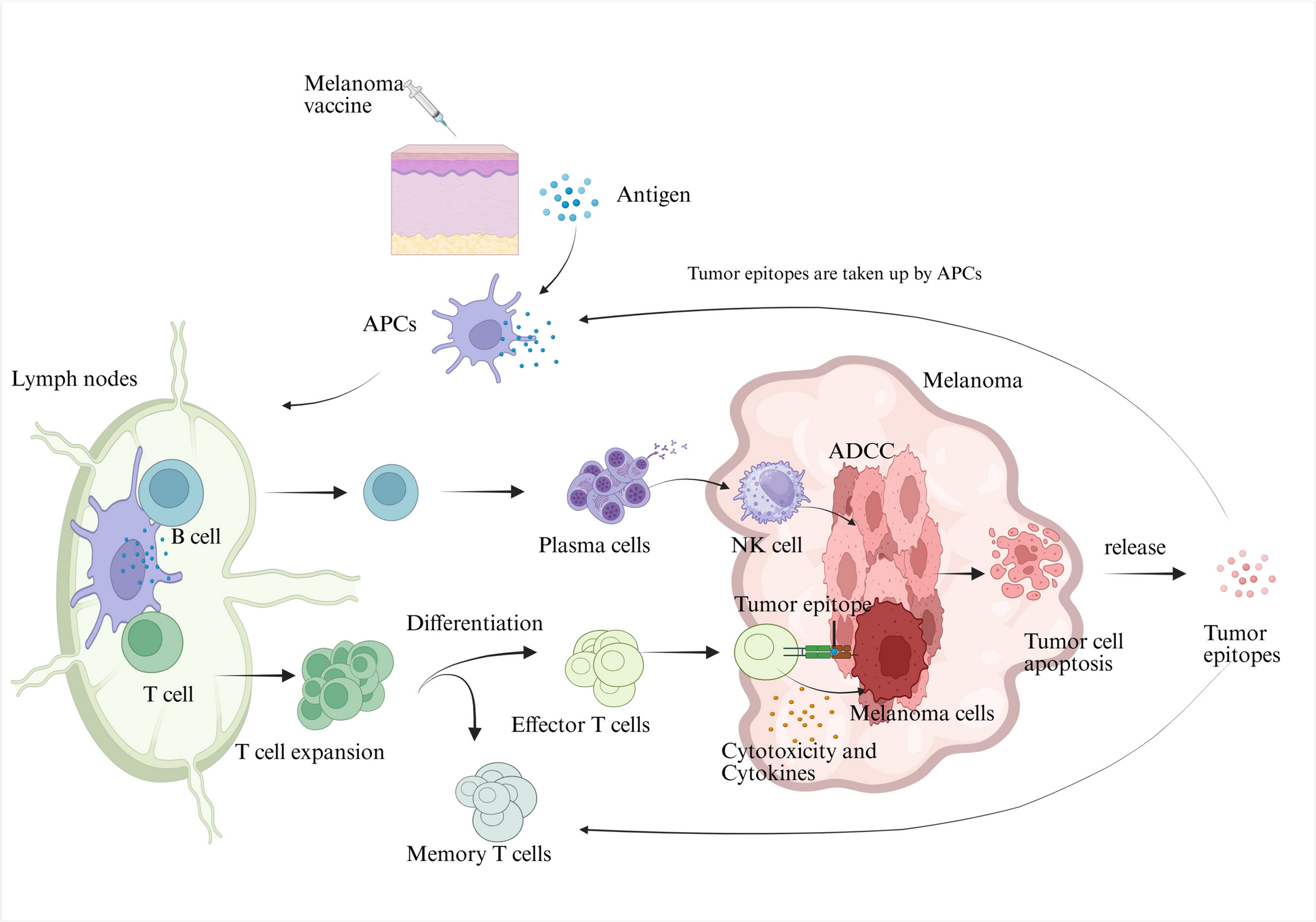 A Milestone in the Shift from “Passive Killing” to “Active Immunomodulation” in Cancer Treatment—Progress in Melanoma Vaccine Research