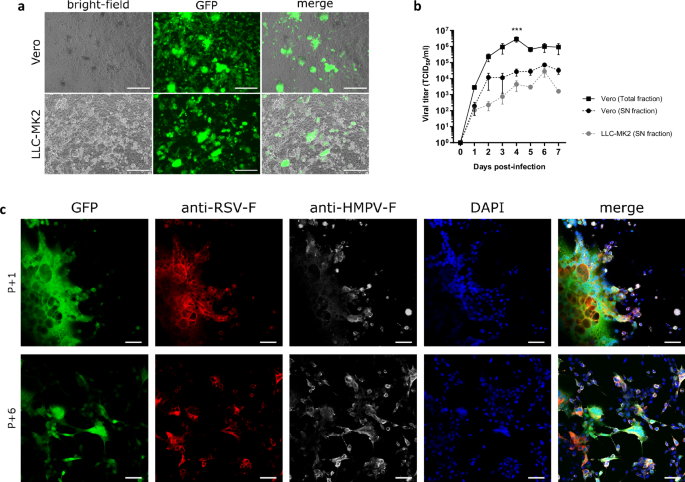 Metavac-RSV mucosal bivalent vaccine candidate protects cotton rats against pneumoviruses and is produced using serum-free cell culture in bioreactor