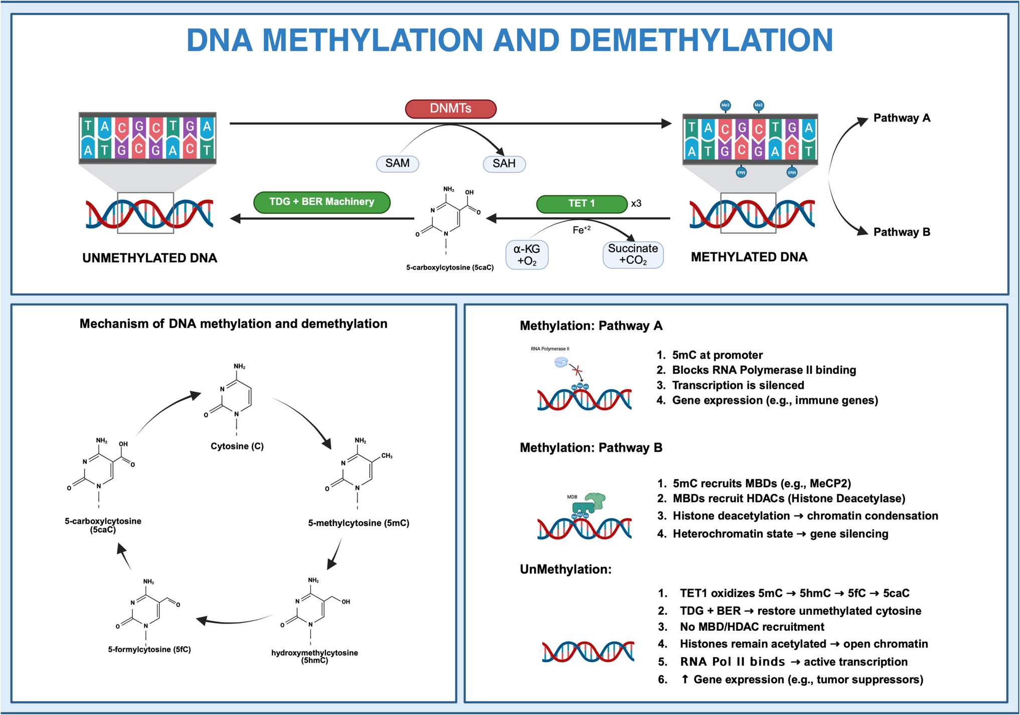 Targeting epigenetic modifications as an emerging immunotherapeutic strategy for cancers