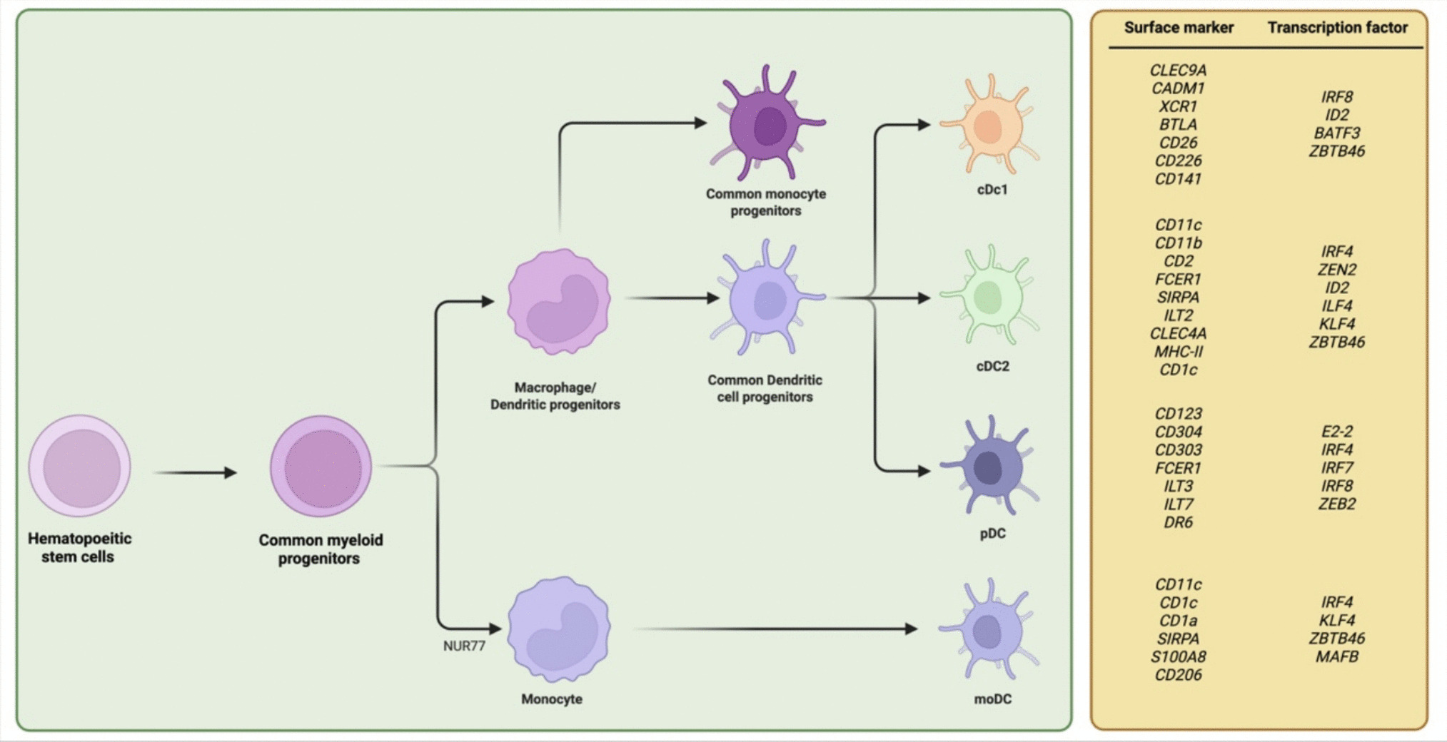 The role of dendritic cells in recurrent pregnancy loss