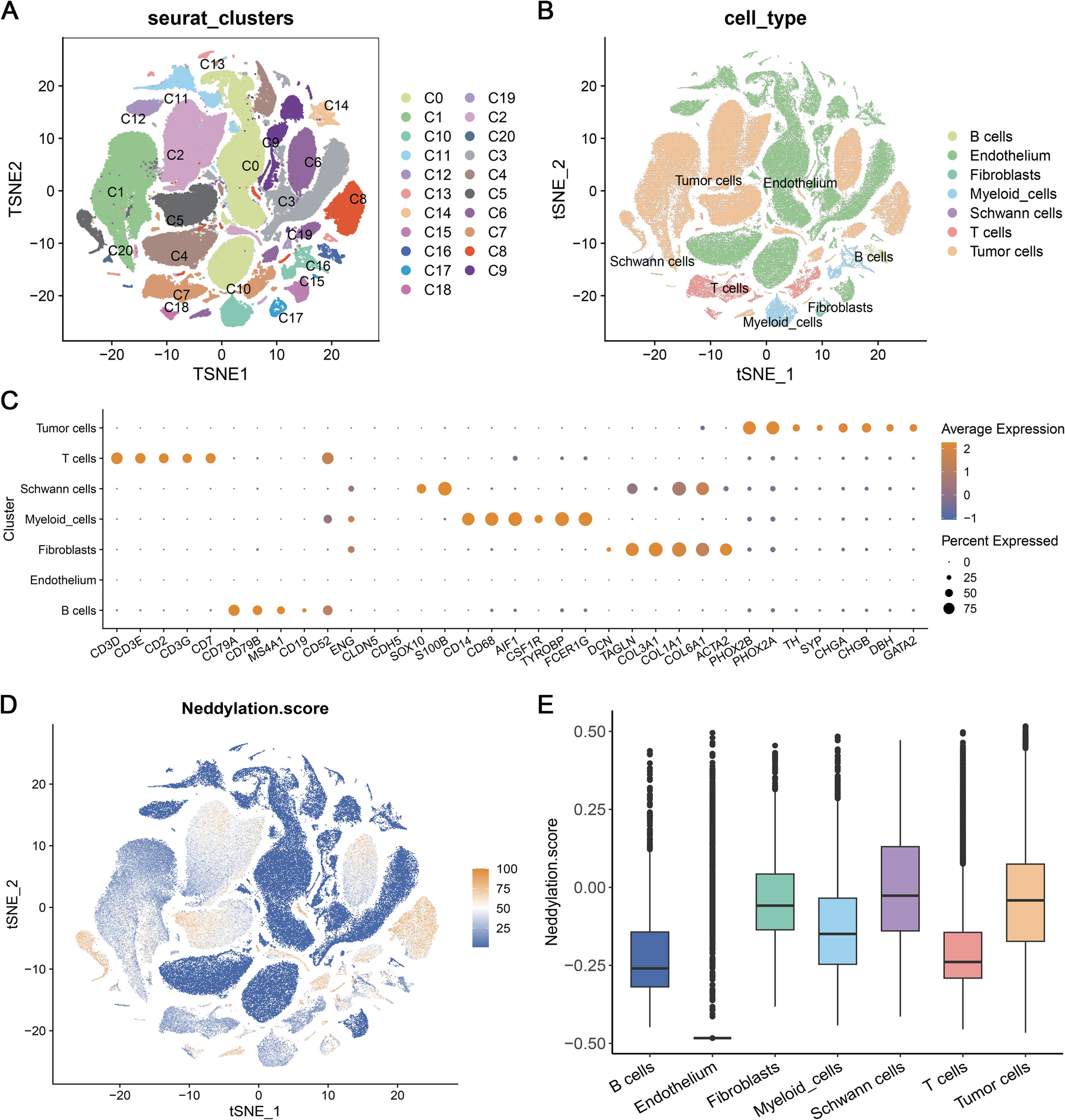 The impact of neddylation on prognosis in the immune microenvironment of neuroblastoma: a single-cell transcriptomic analysis