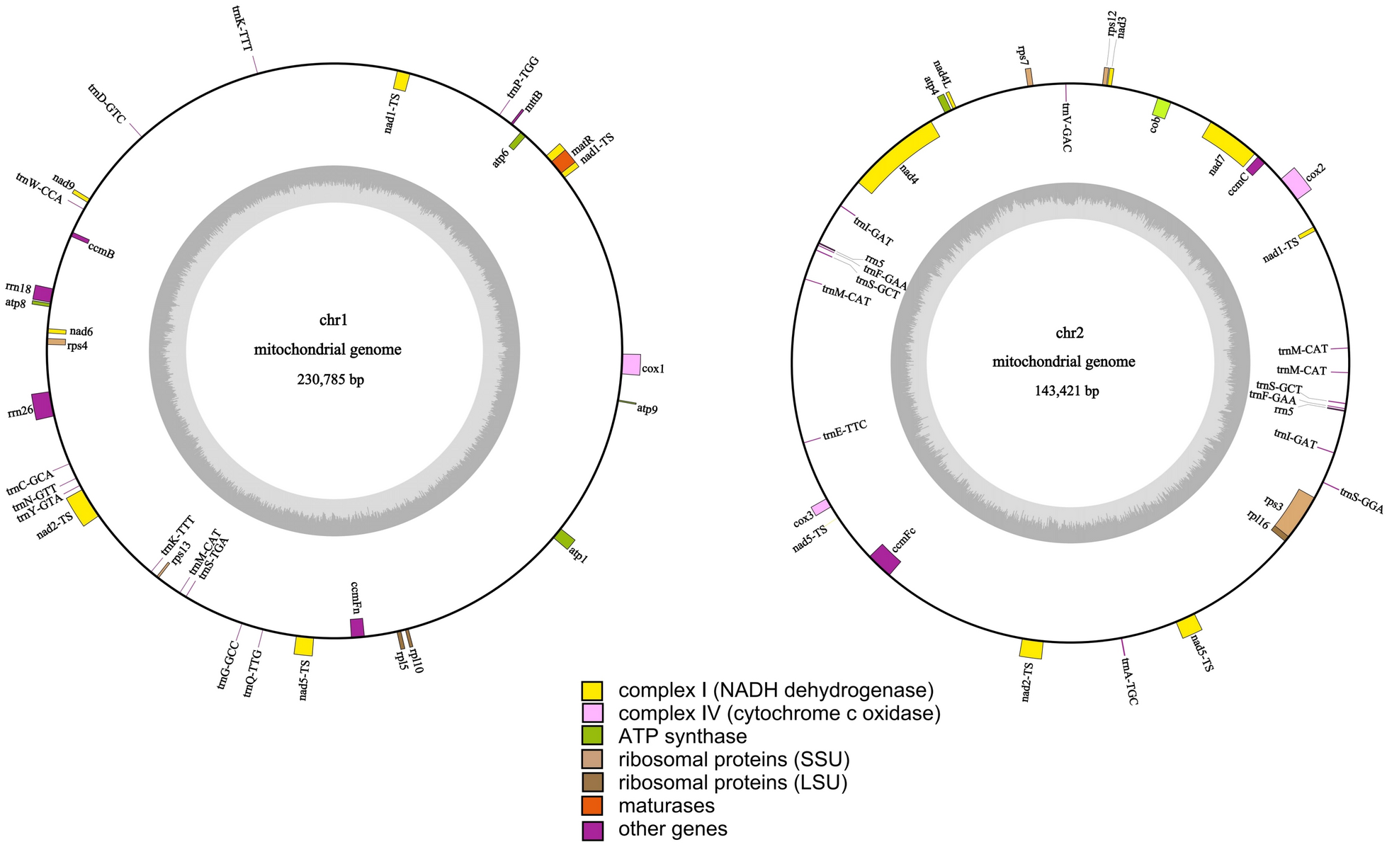 Assembly and characterization of the first mitochondrial genome of Phyllanthaceae: a case study of the ornamental aquatic plant