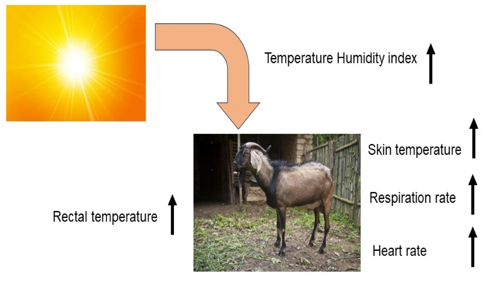 Thermoregulation in goats through AGRP gene and analysis of physiological adaptation