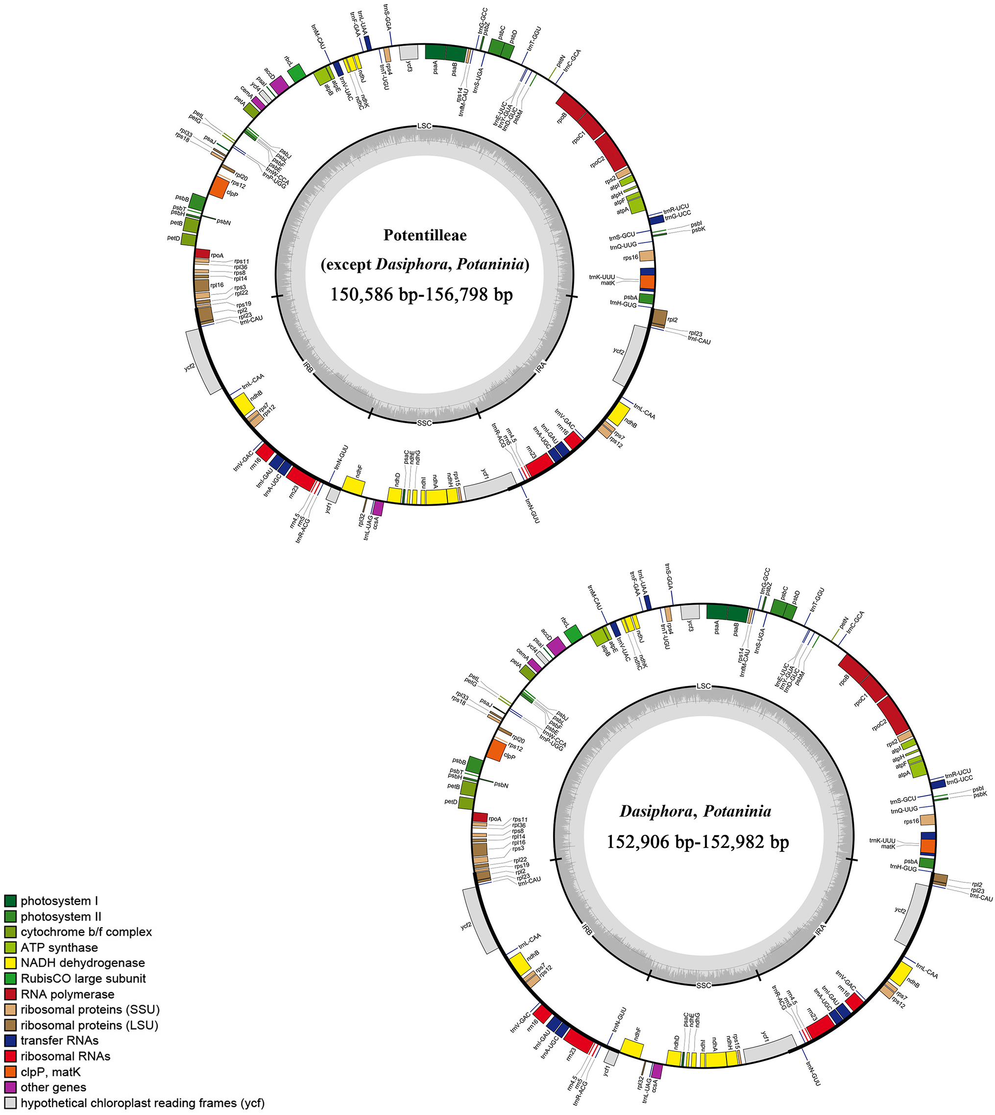 Comparative chloroplast genome analyses of potentilleae: insights into genome characteristics, mutational hotspots, and adaptive evolution