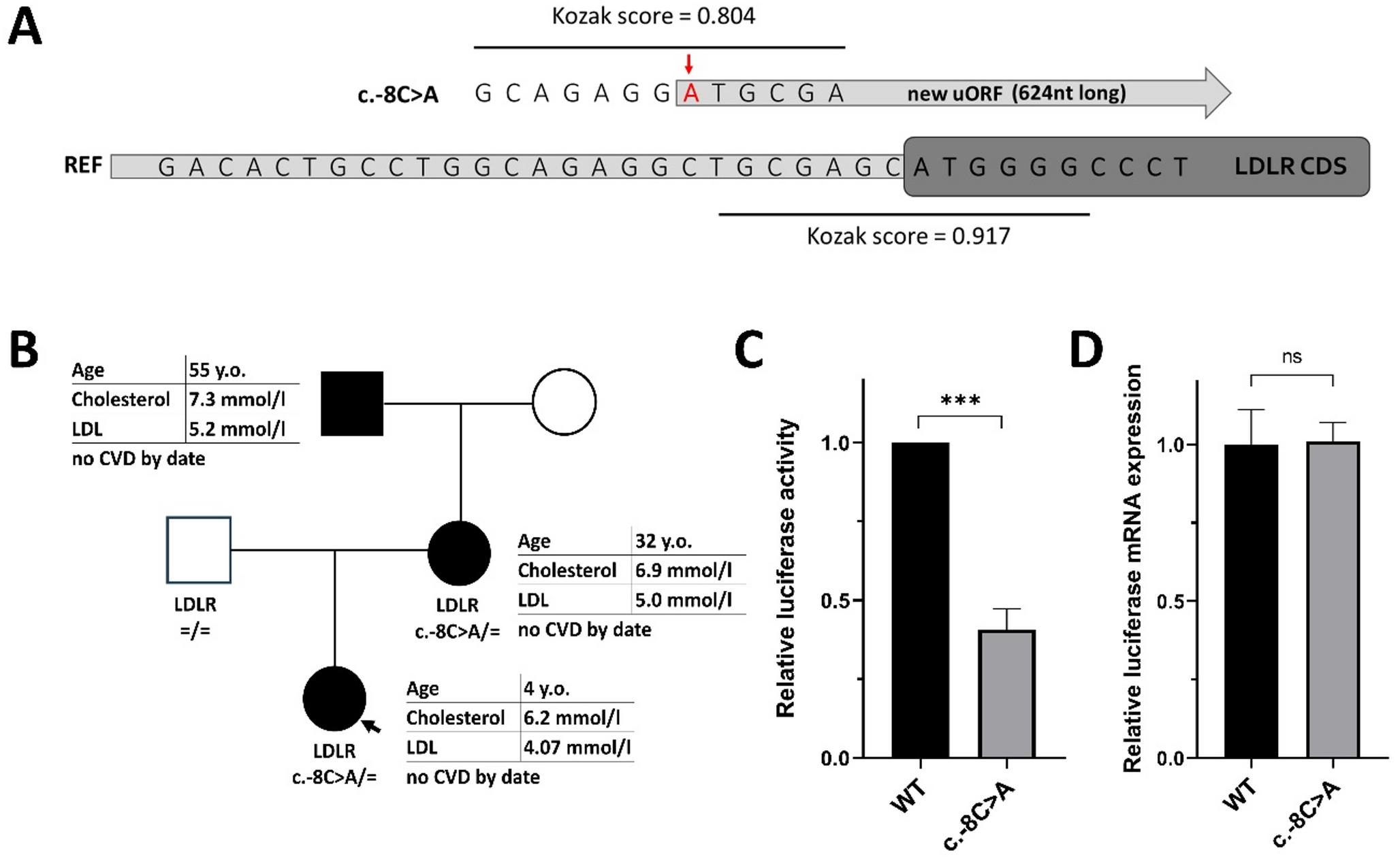 uAUG-creating variant in the  gene causes mild Familial hypercholesterolemia