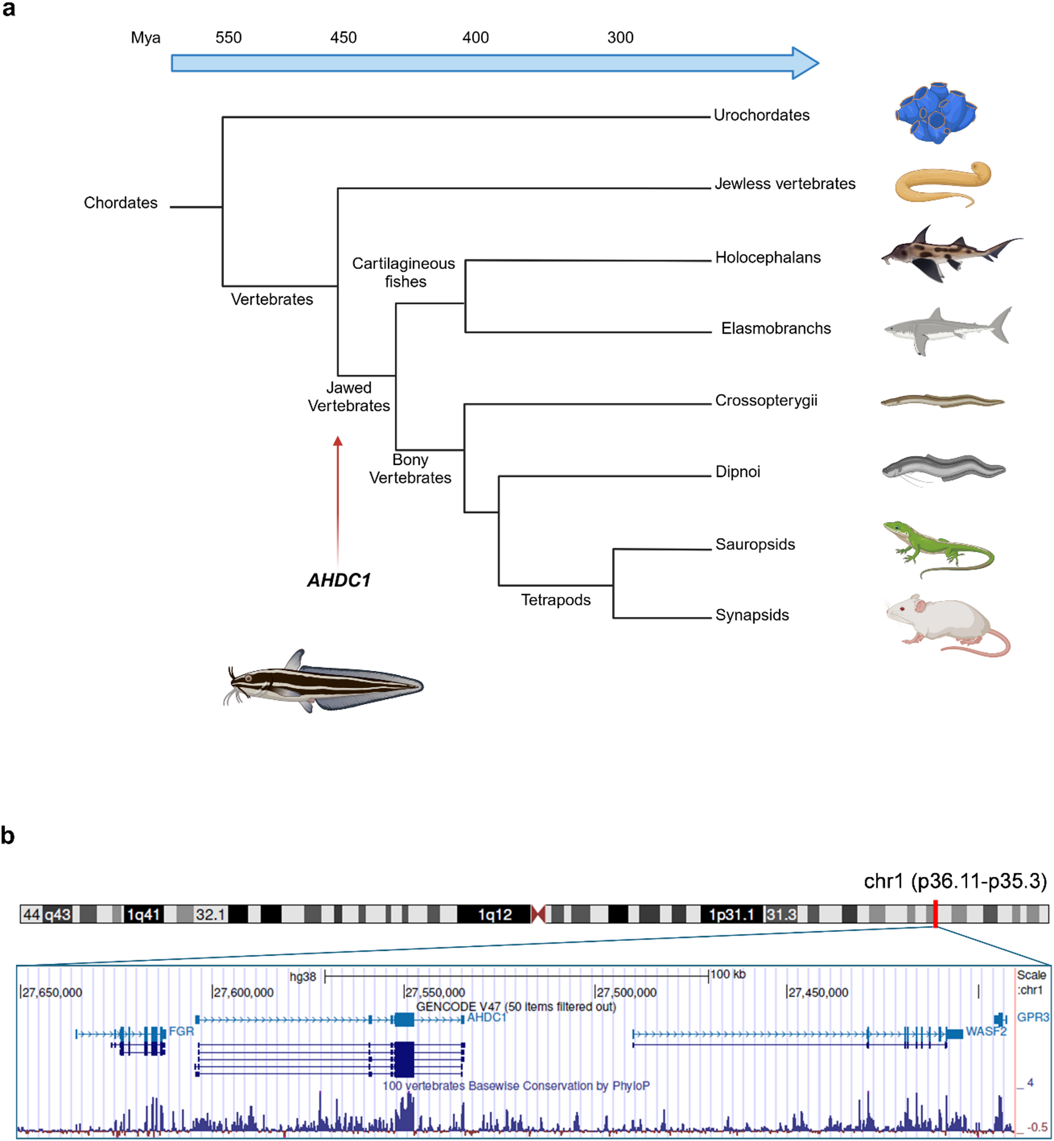 Molecular features of : insights into an overlooked gene with broad functional potential