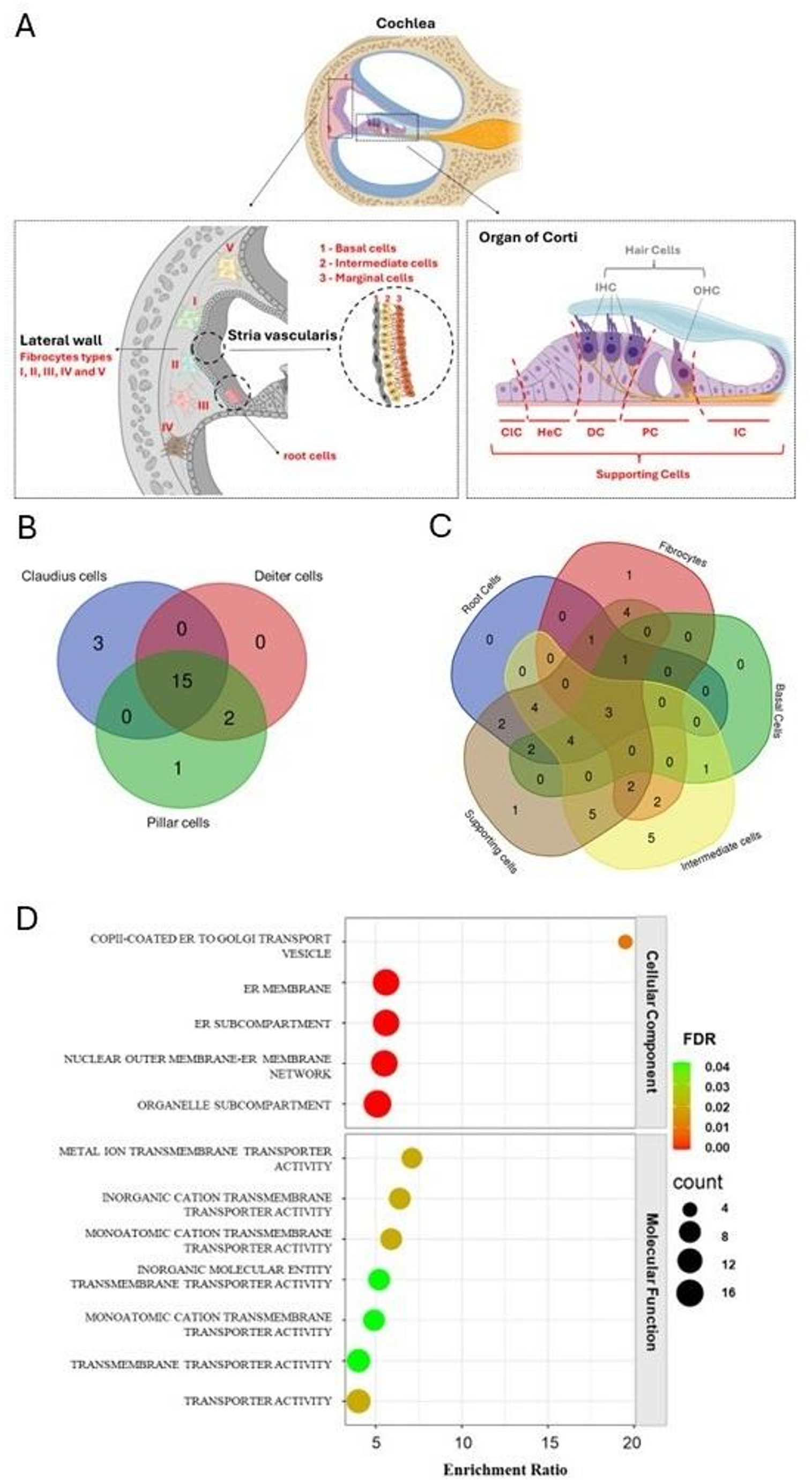 Direct connexin-26 interactions with membrane proteins functionally relevant to the cochlea