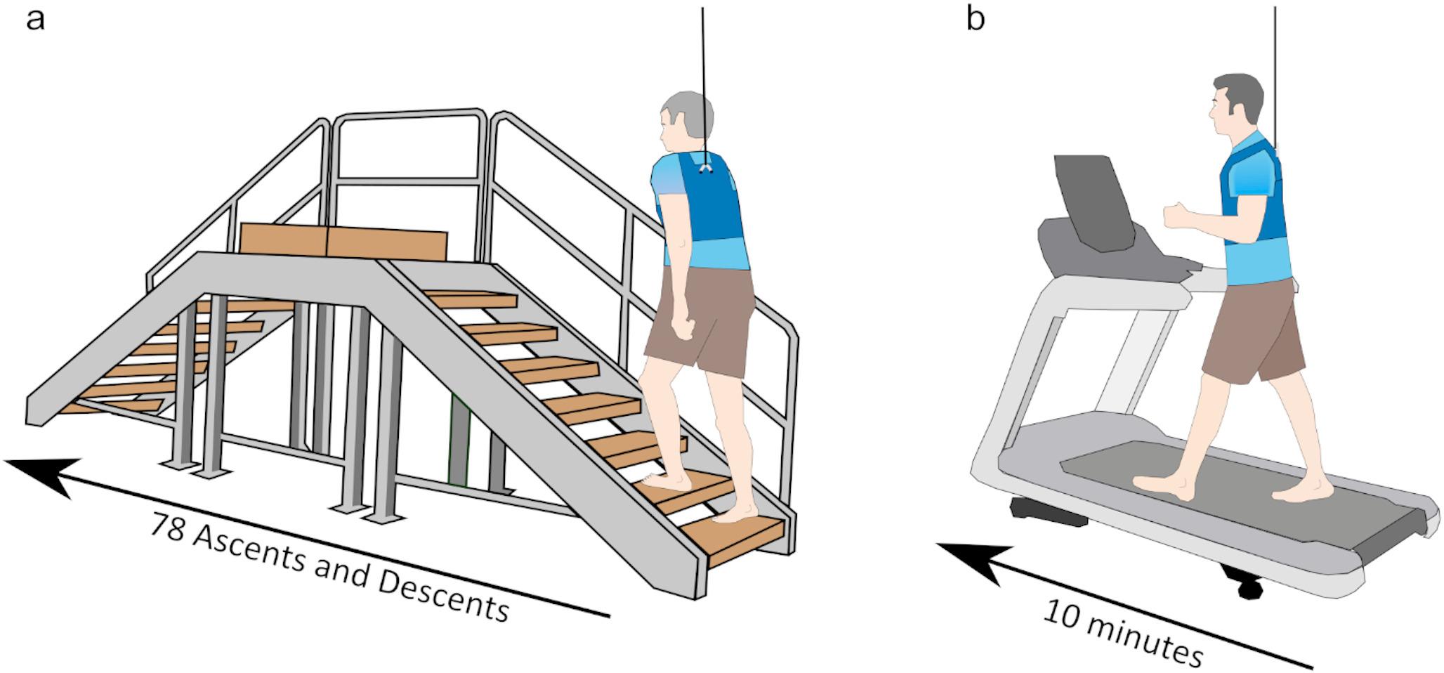 Vestibular contributions to balance control during stair negotiation versus walking and changes with aging