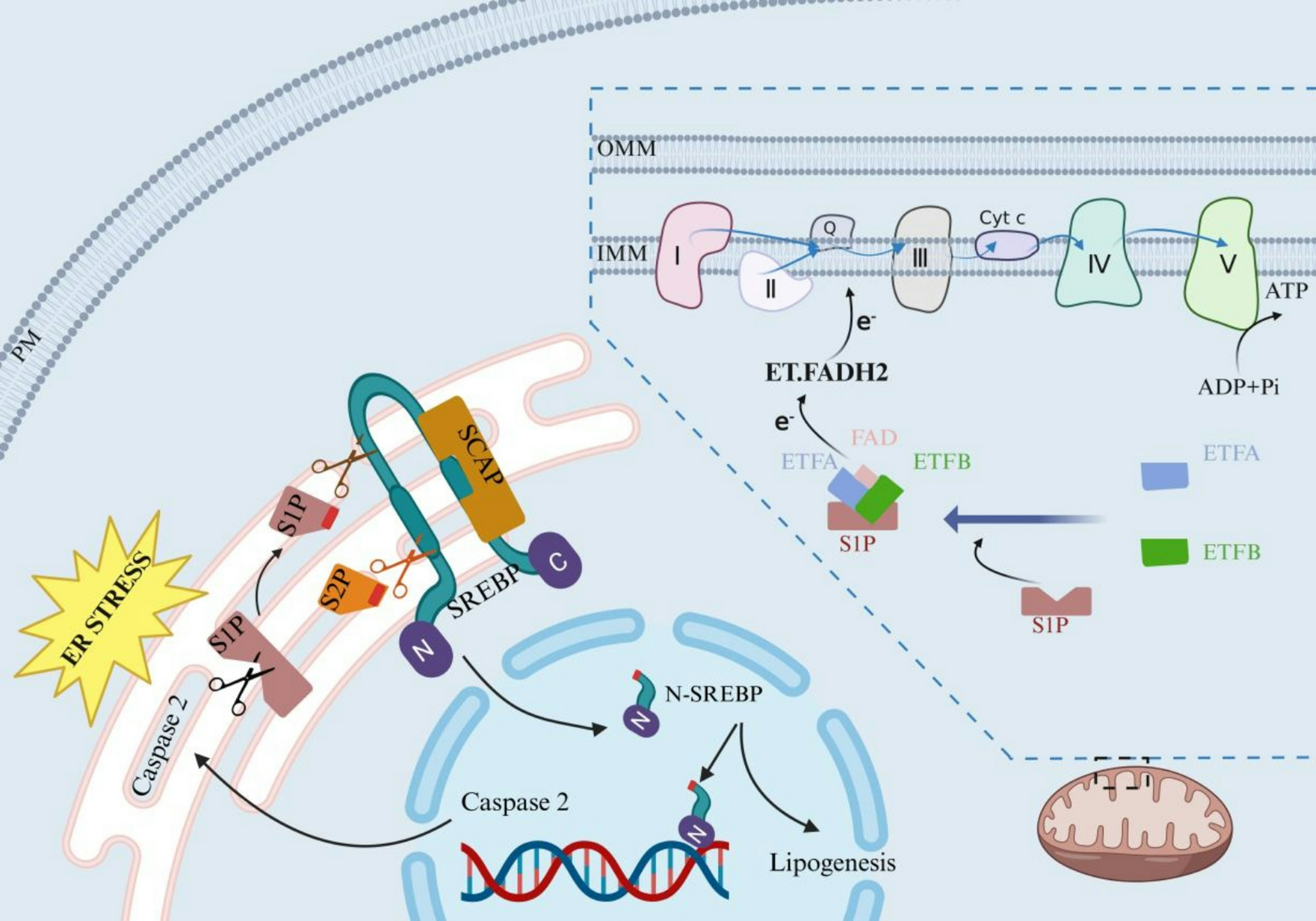 MBTPS1: a membrane-bound transcription factor protease implicated in the pathogenesis of several skin and skeletal disorders