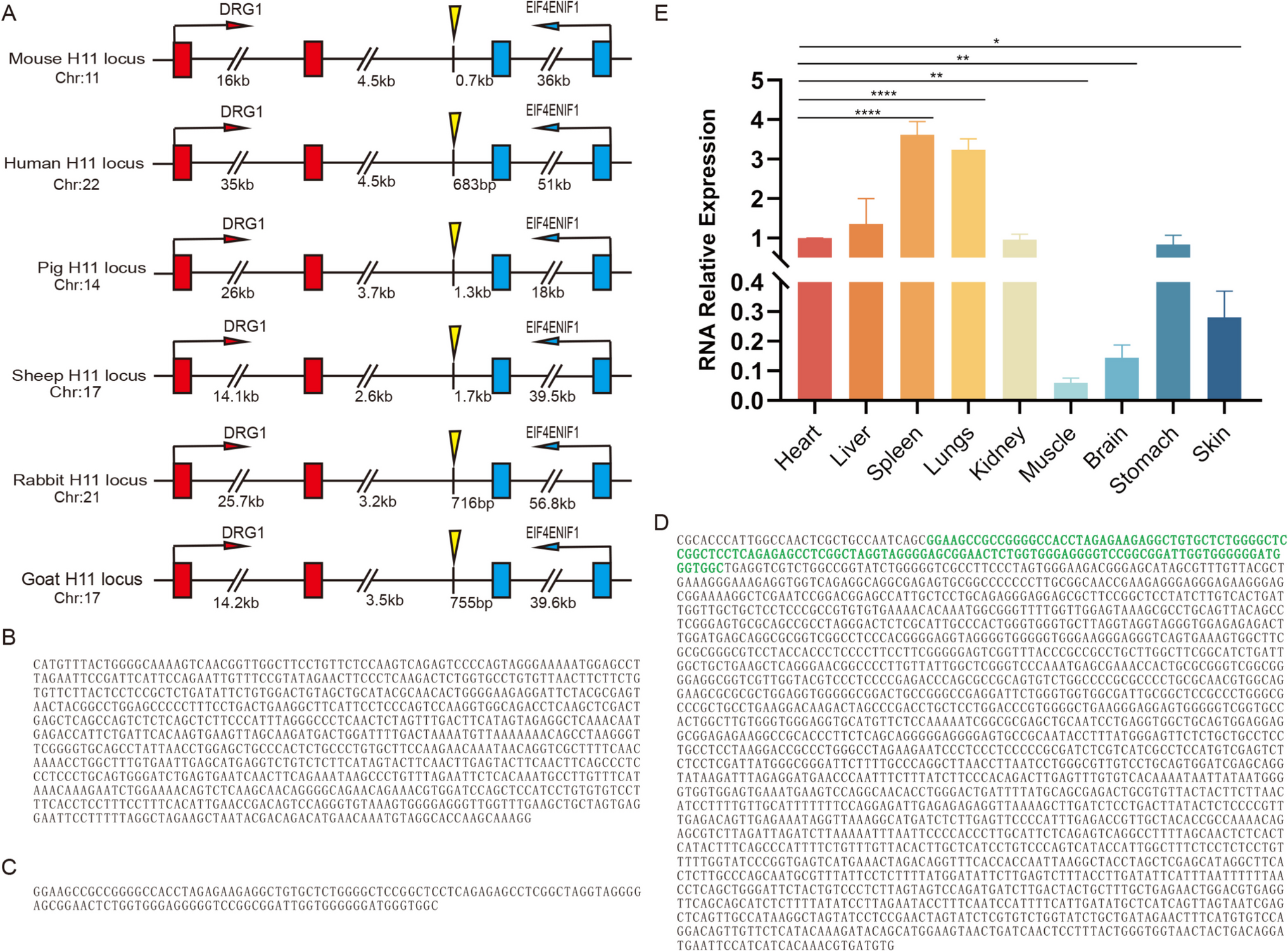 Validation of caprine H11 and the Rosa26 platform for transgene integration via CRISPR-based system: investigations on stable transgene expression and genetic biosafety
