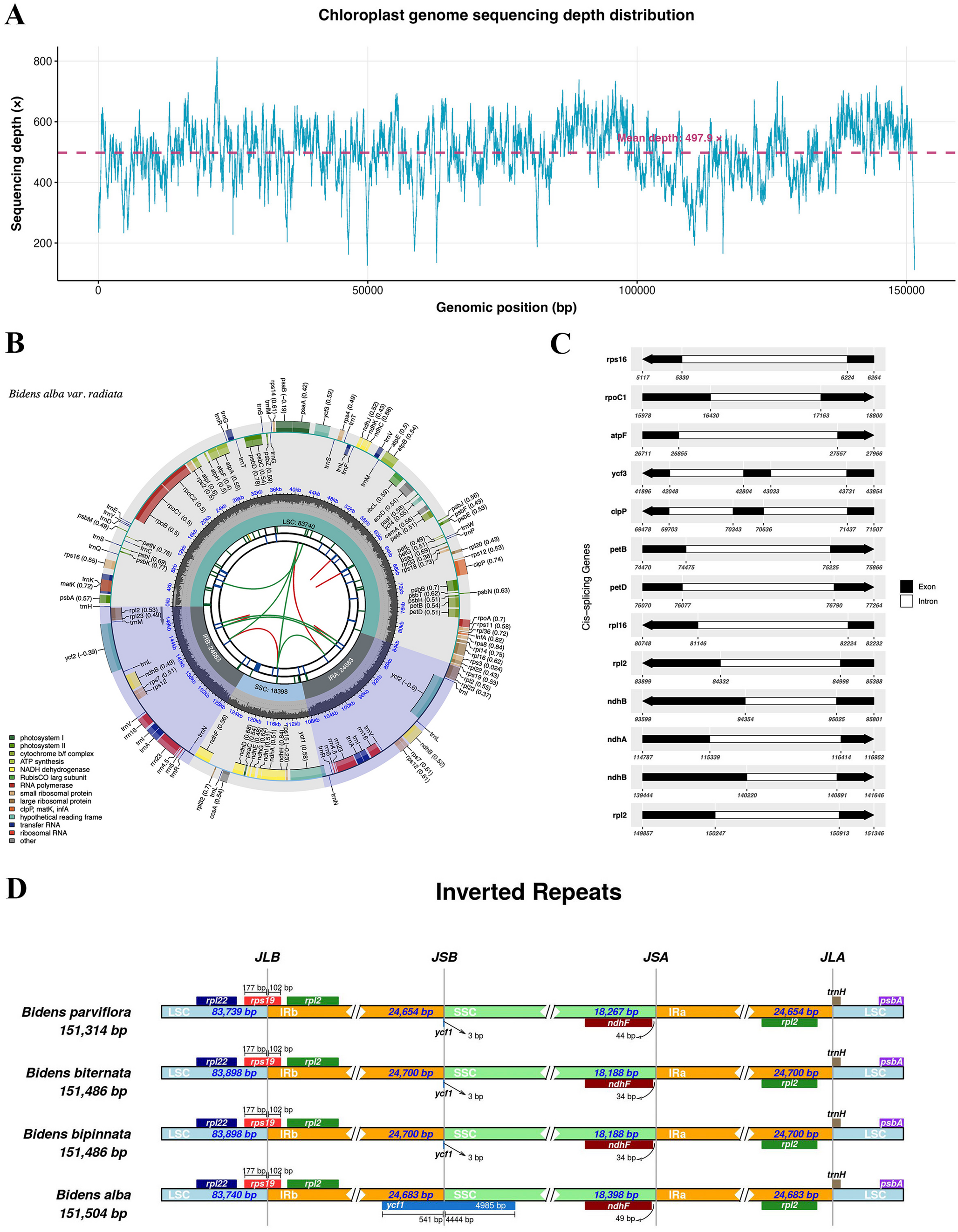 Comparative plastome analysis reveals evolutionary dynamics and codon usage patterns in  (Asteraceae)