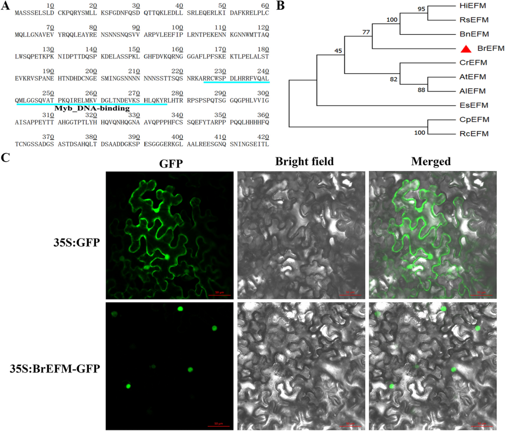 Transcription factor BrEFM negatively regulates flowering time in Chinese cabbage