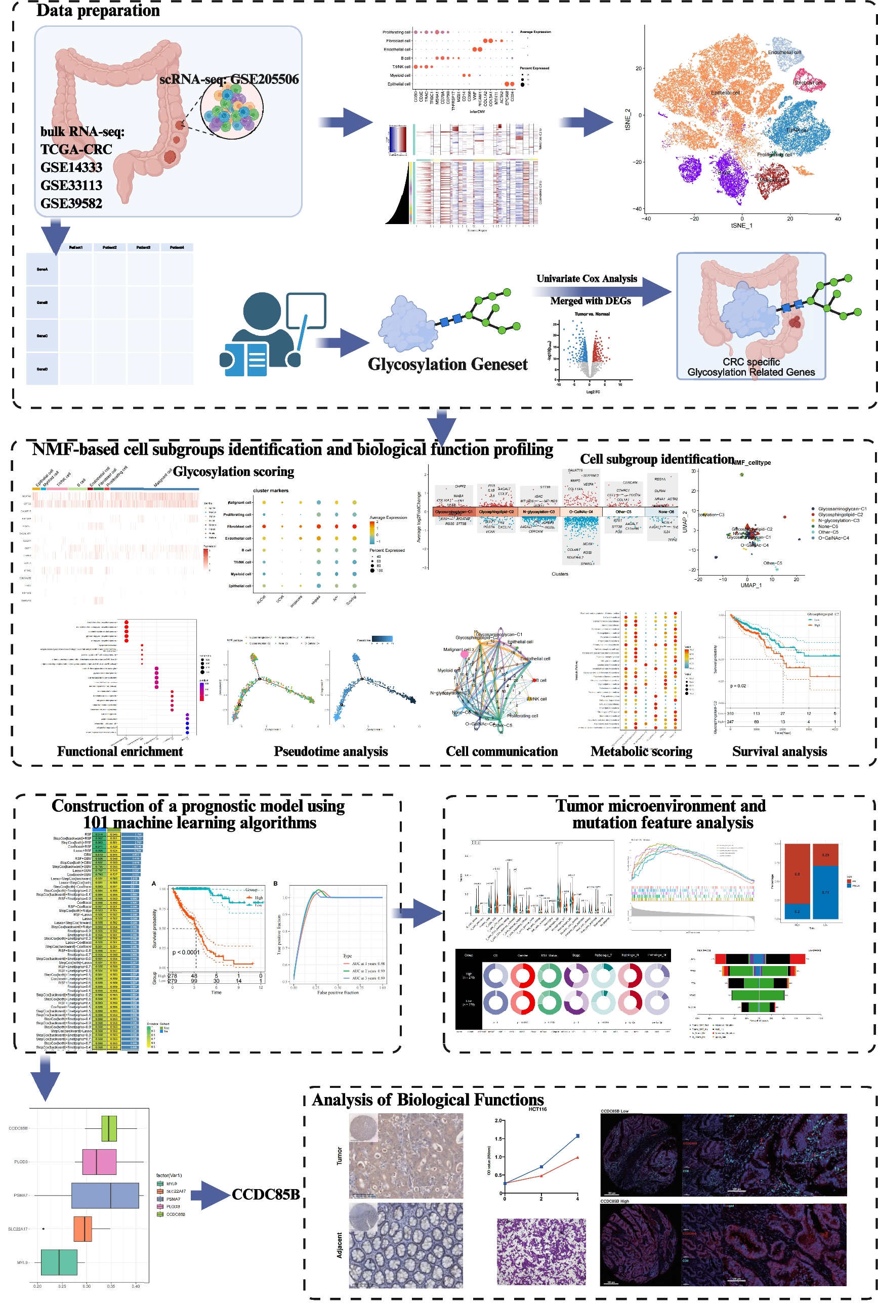 Prognostic and therapeutic implications related to glycosylation profiles of cancer-associated fibroblasts in colorectal cancer: insights from single-cell and bulk transcriptomics
