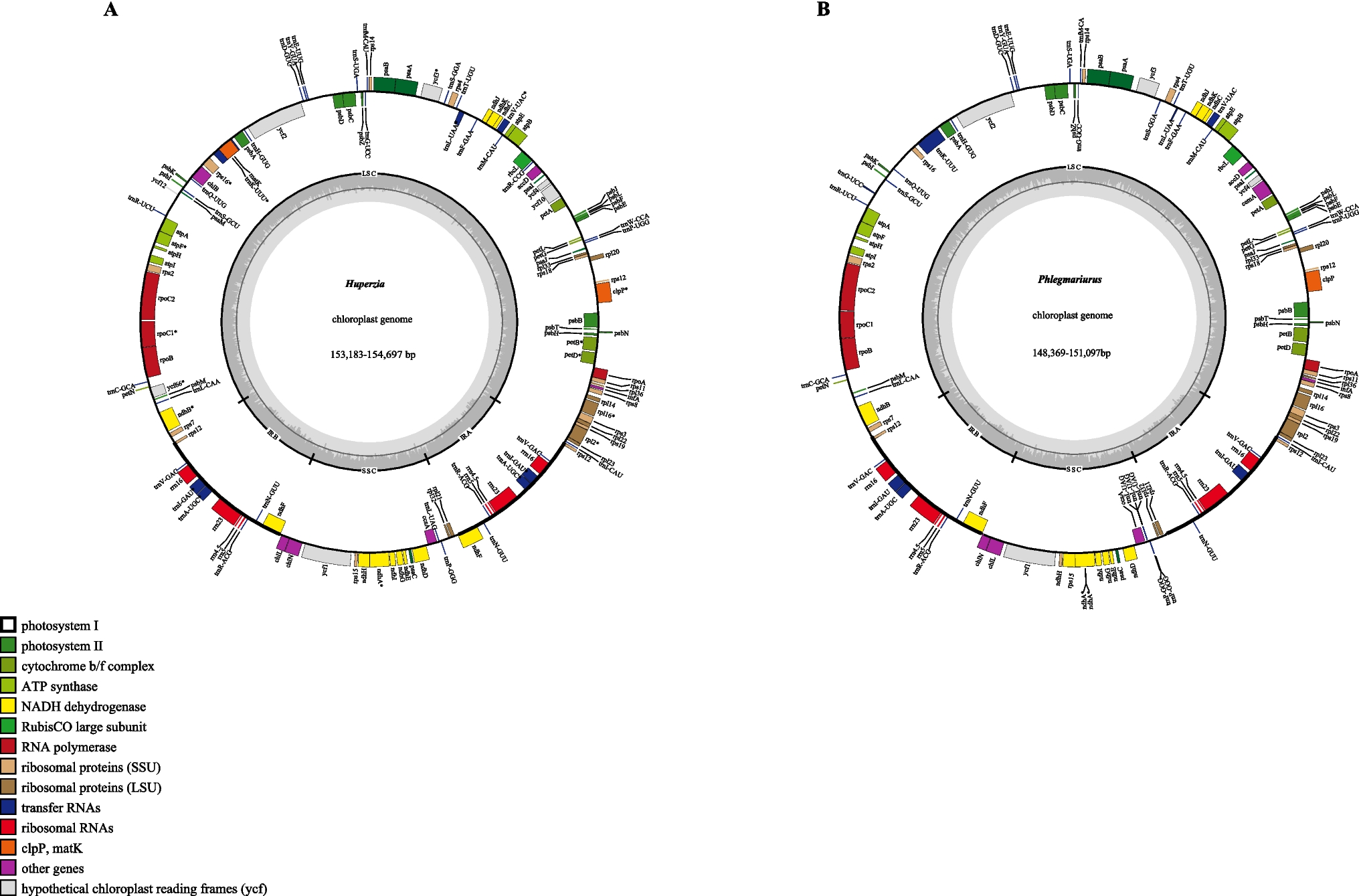 Comparative pan-genome analysis of  and  and transcriptomics reveals thermal adaptation in