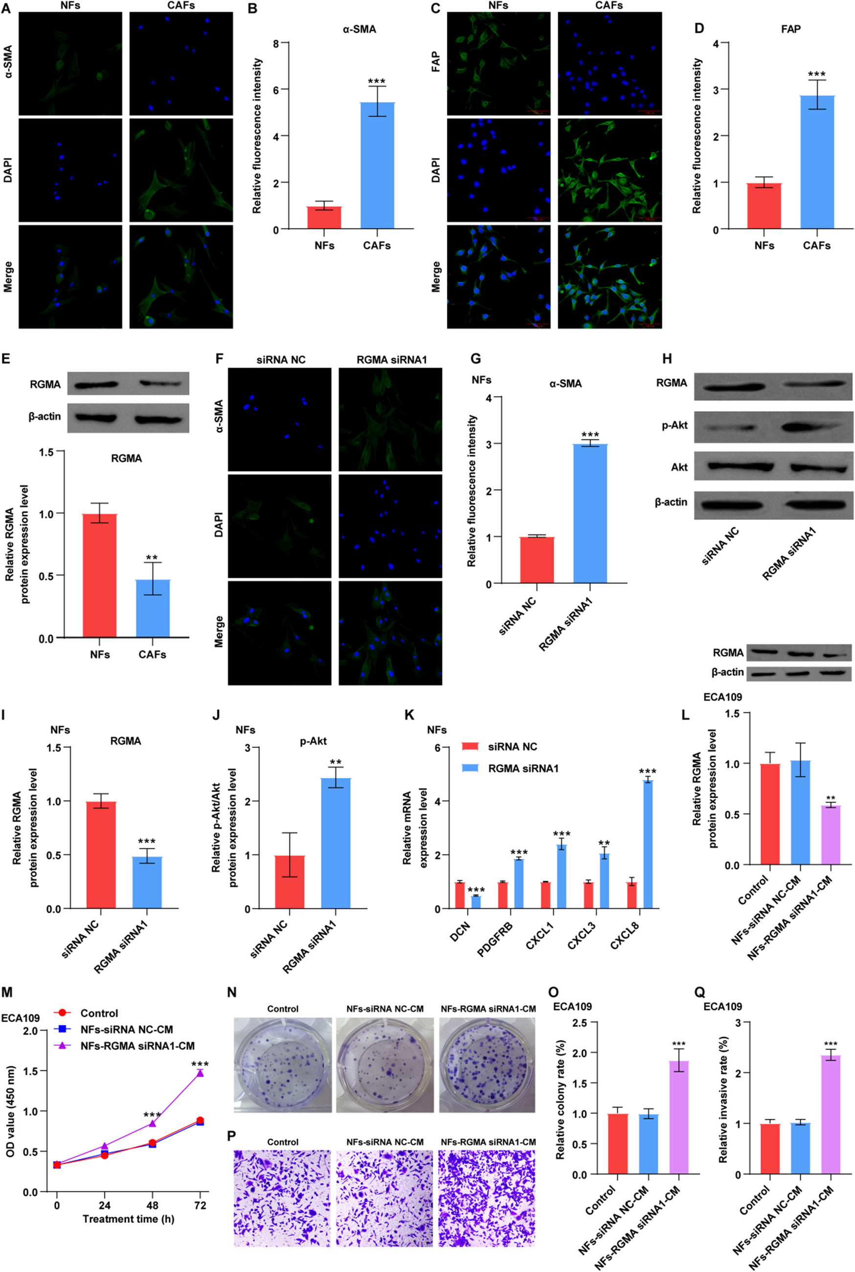 Correction to: Integration of scRNA-seq and bulk tissue RNA-seq data to identify cancer-associated fibroblast-related gene RGMA as a potential treatment target for esophageal cancer