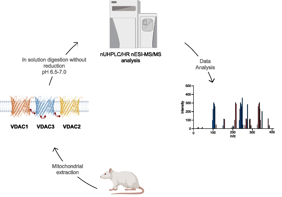 Structural characterization of intra- and intermolecular disulfide bonds in voltage-dependent anion channel 3 (VDAC3) protein from  by high-resolution mass spectrometry