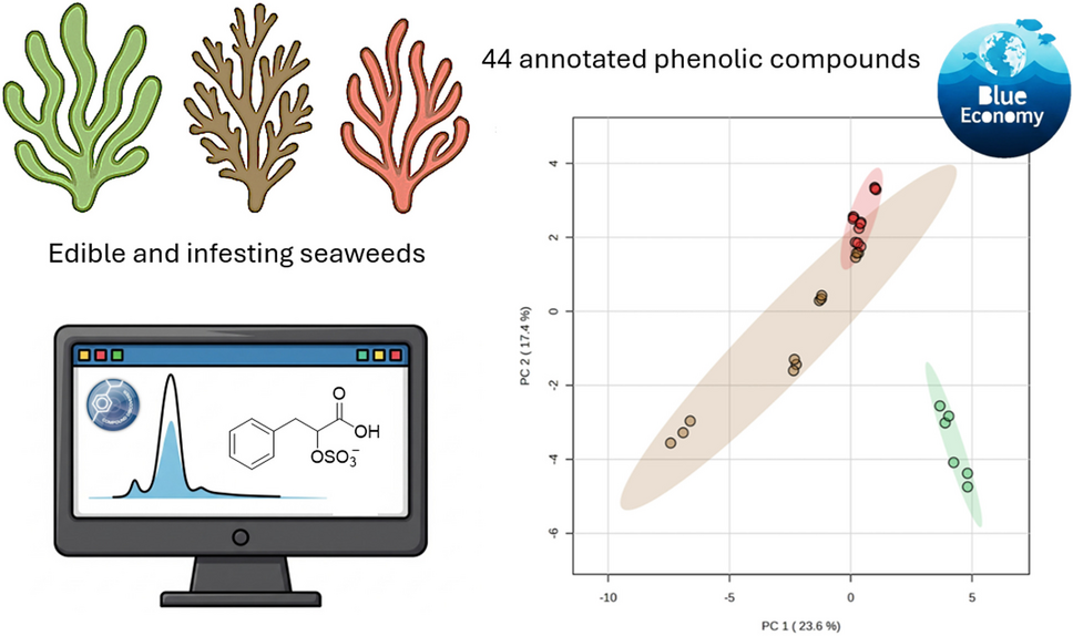 Comprehensive profiling of sulfated phenolic compounds in edible and infesting seaweeds by a dedicated software-assisted platform