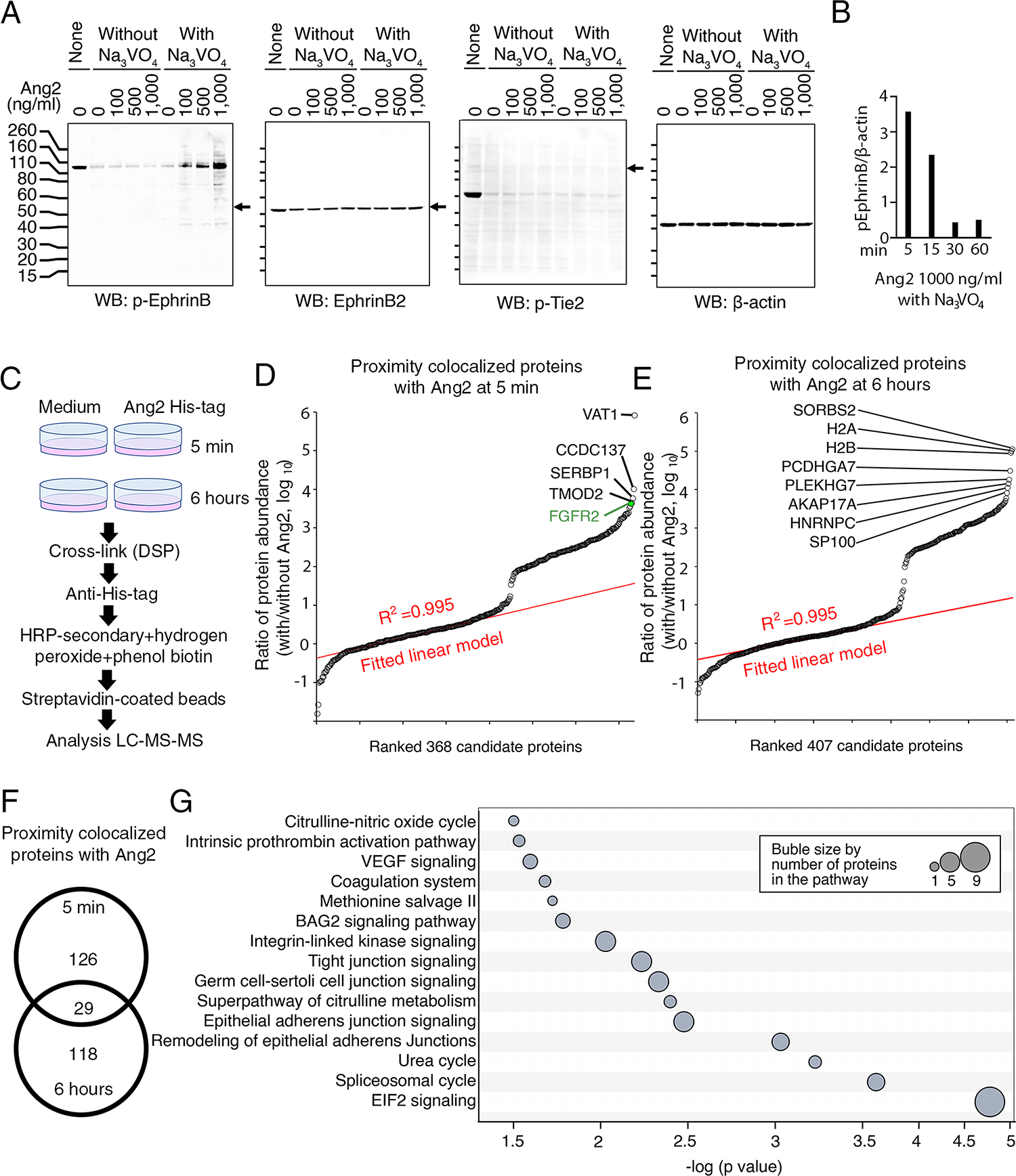 Angiopoietin-2 binds to FGFR2, inhibits FGF-FGFR2 signaling, and delays cutaneous wound healing by inhibiting wound angiogenesis
