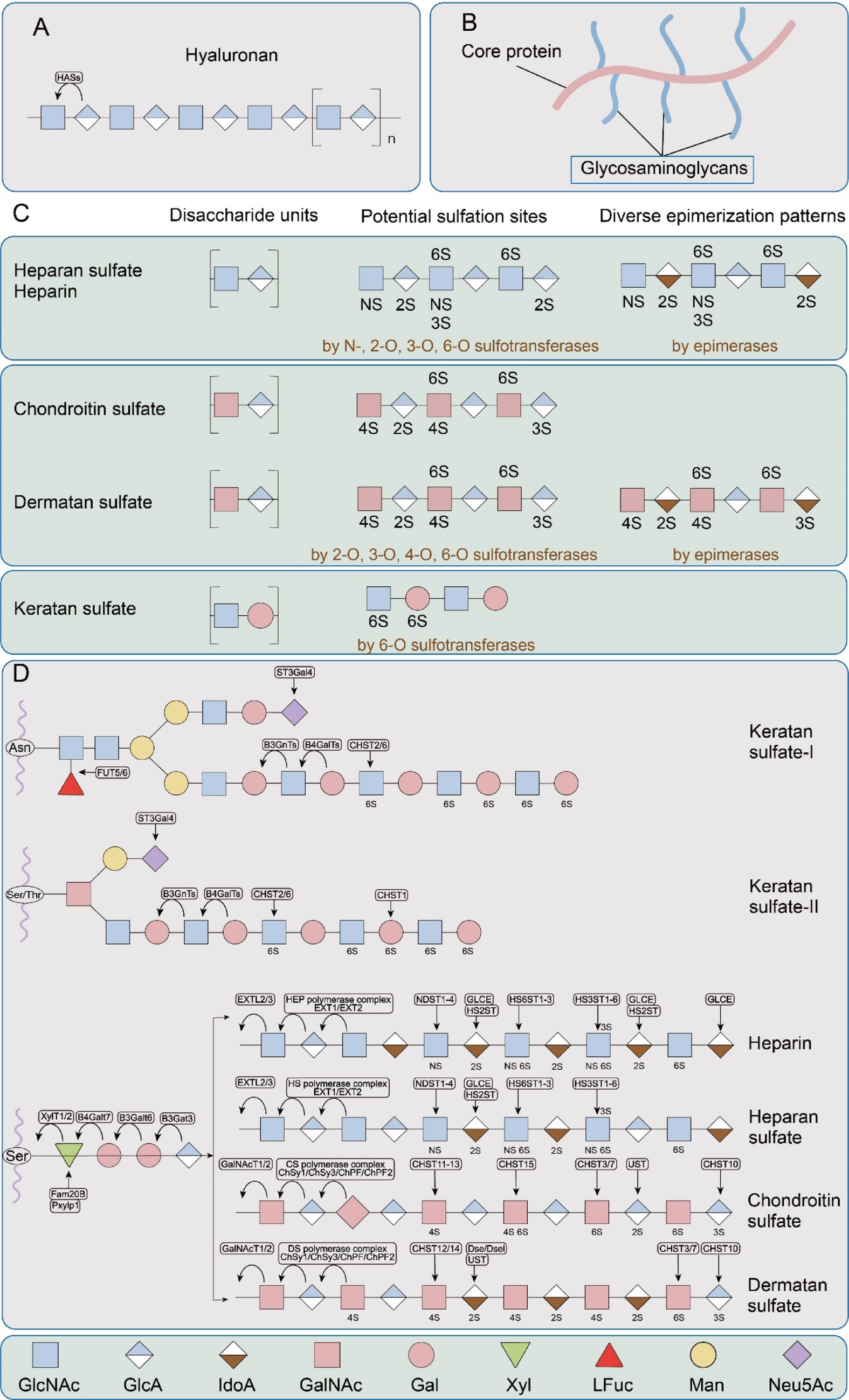 Proteoglycans and glycosaminoglycans: critical regulators in angiogenesis, vasculogenesis, and vascularized tissue engineering