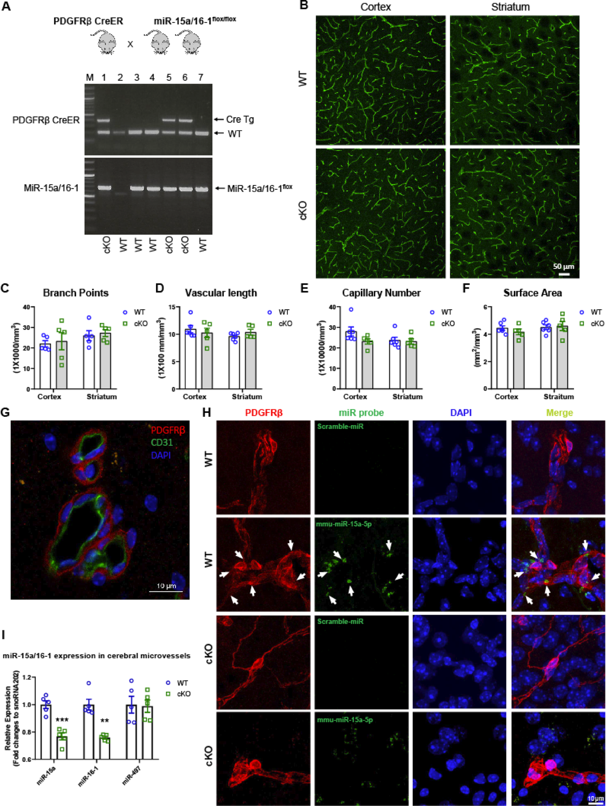 Genetic deletion of microRNA-15a/16-1 in pericytes stimulates cerebral angiogenesis and promotes functional recovery after ischemic stroke
