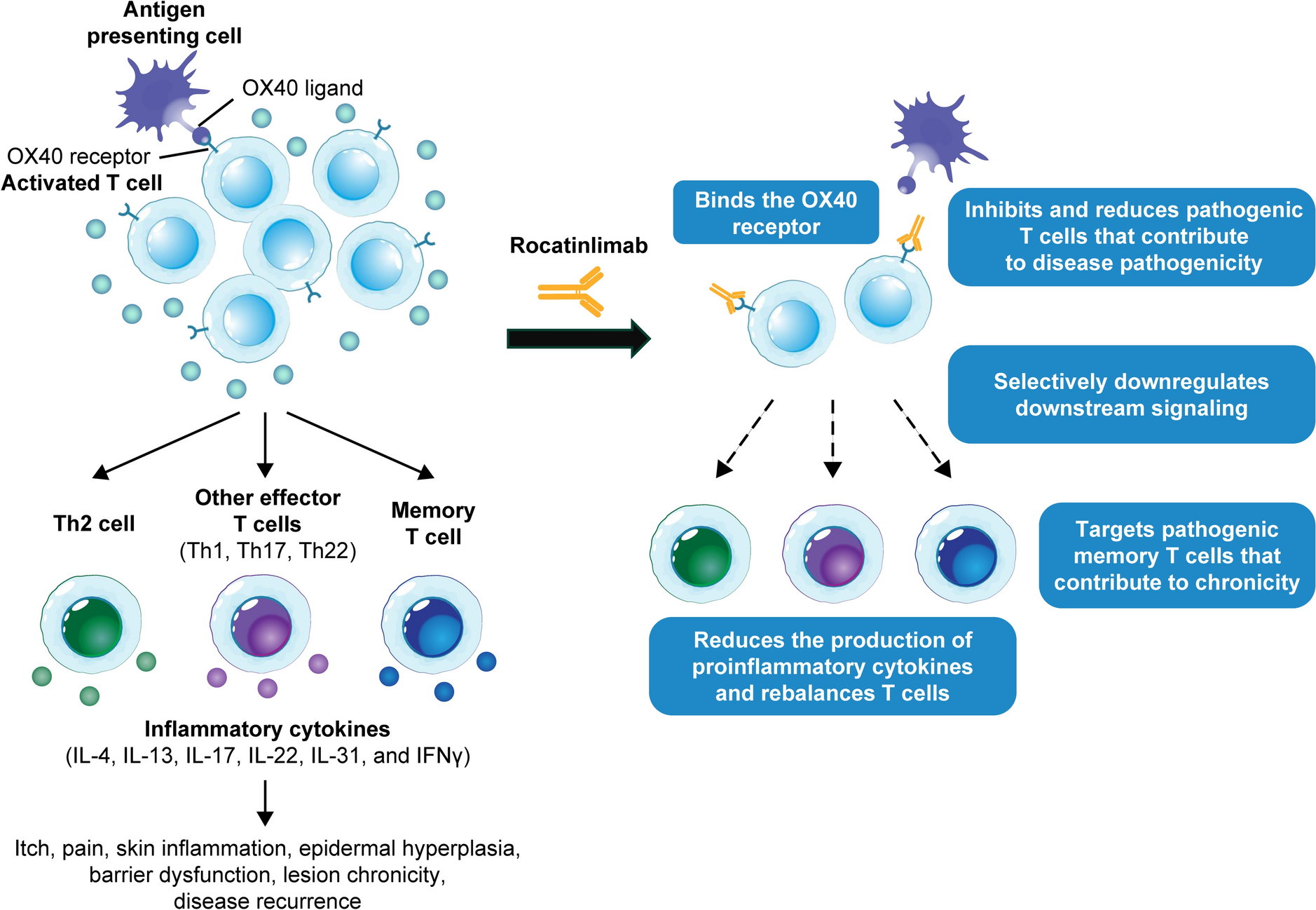 Rocatinlimab: A Novel T-Cell Rebalancing Therapy Targeting the OX40 Receptor in Atopic Dermatitis