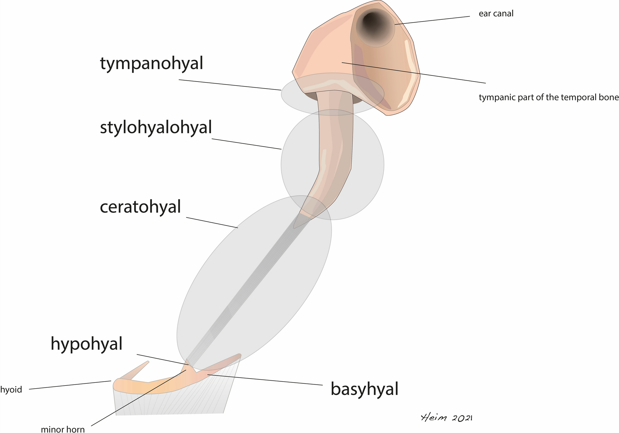 Histological Investigation on Enlarged Styloid Processes and Ossified Stylohyoid Ligaments in Patients with Eagle Syndrome