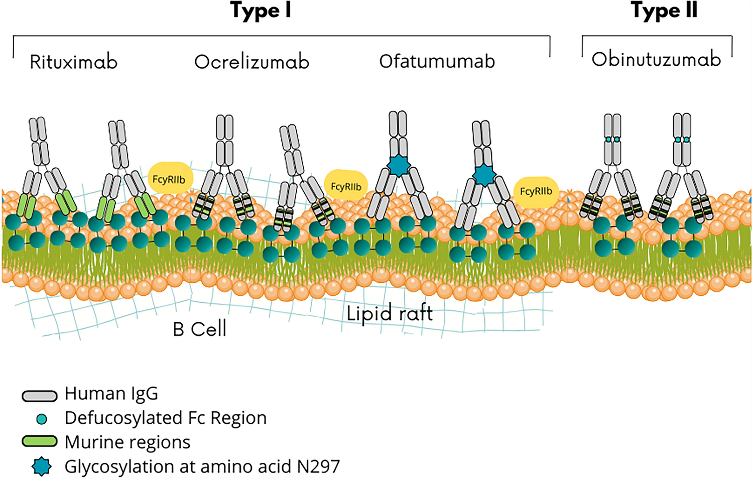 Targeting CD20 for B-cell Depletion in Autoimmune Kidney Disease: Next Generation