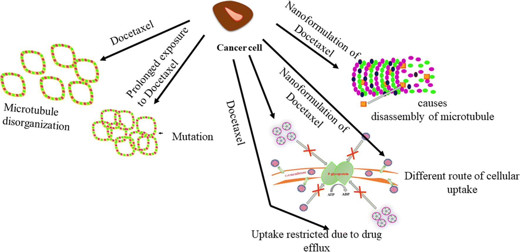 A Reflection on the Mechanism of the Role of Nanoparticles in Increasing the Efficacy of Anti-tumour Properties of Docetaxel