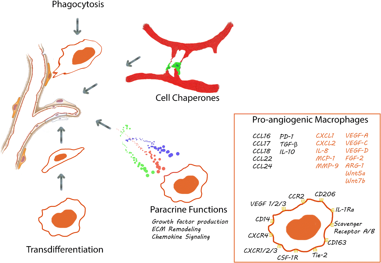 Beyond Growth Factors: Macrophage-Centric Strategies for Angiogenesis