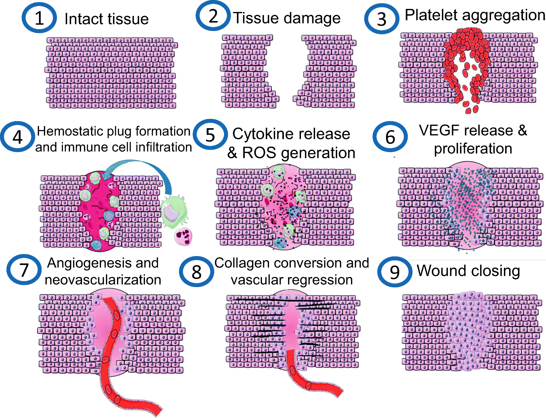 Angiogenesis in Wound Healing following Pharmacological and Toxicological Exposures