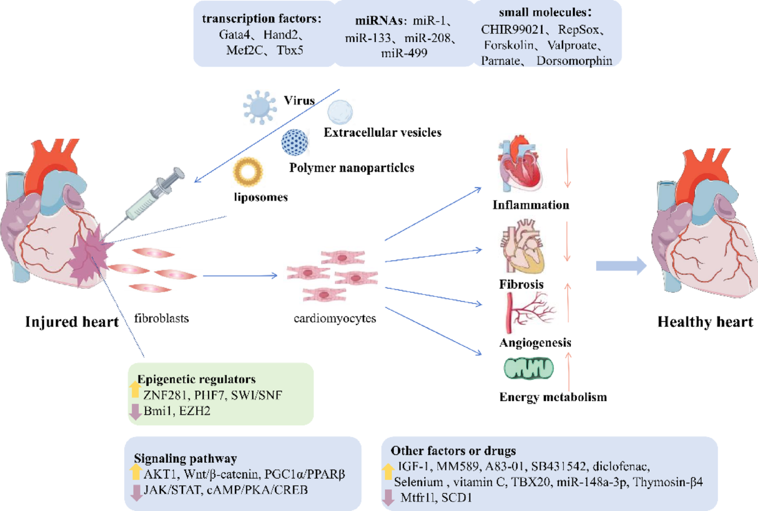 Advances in fibroblast-based cardiac reprogramming in the treatment of heart disease