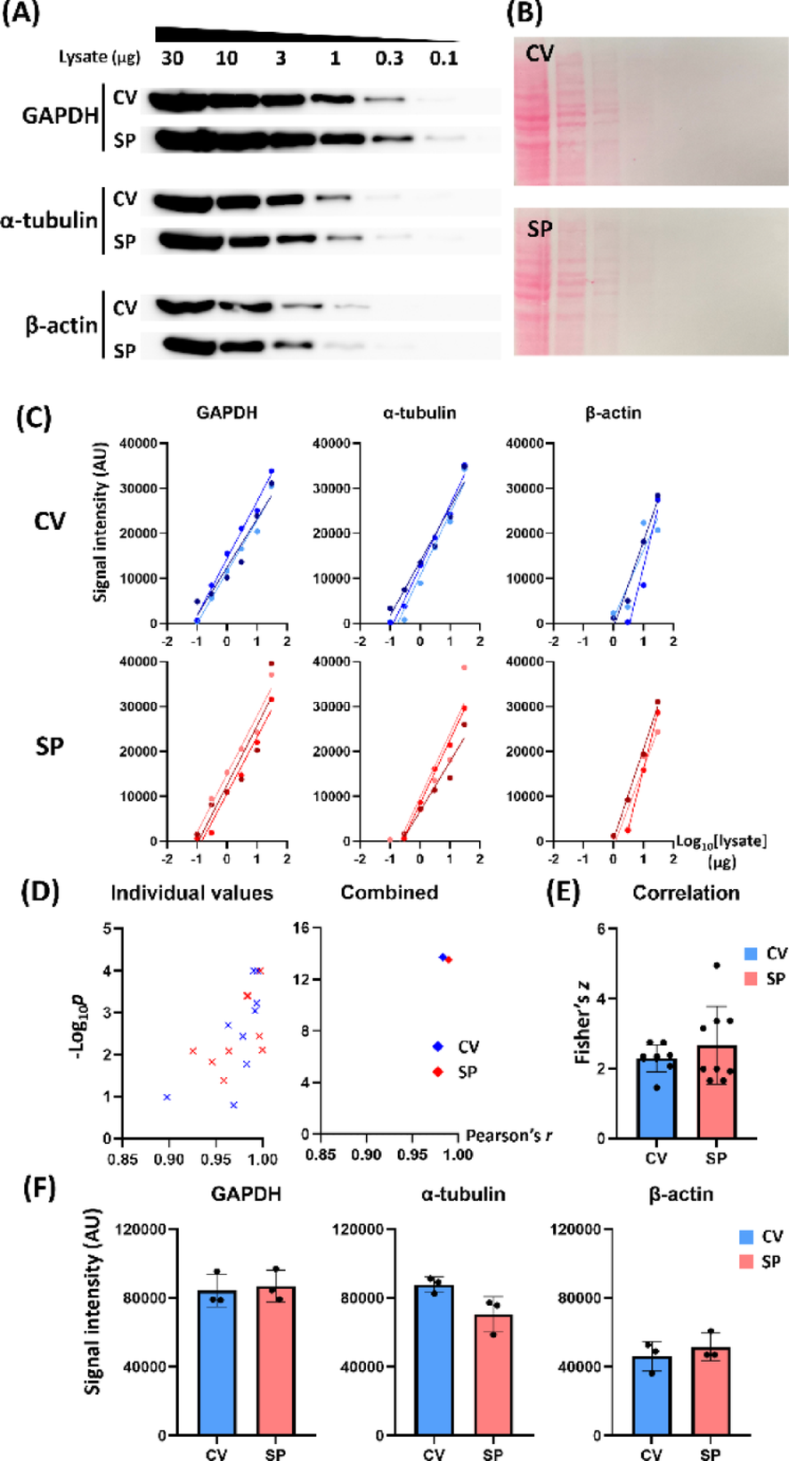 Sheet Protector Strategy for Western Blot to Reduce Antibody Consumption and Incubation Time