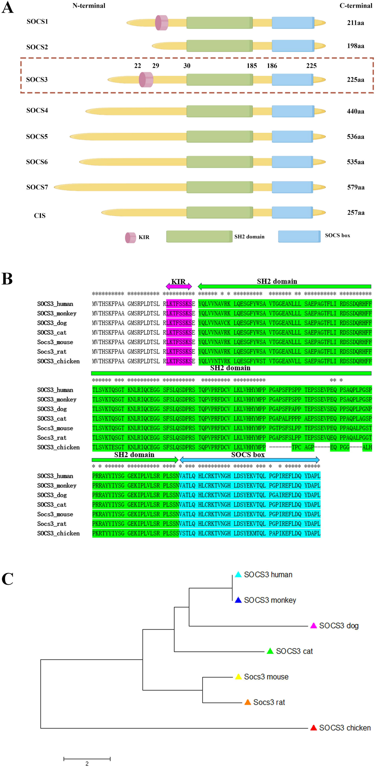 SOCS3: An Immunological Biomarker Offering Potential Therapeutic Targets for Malignant Tumors