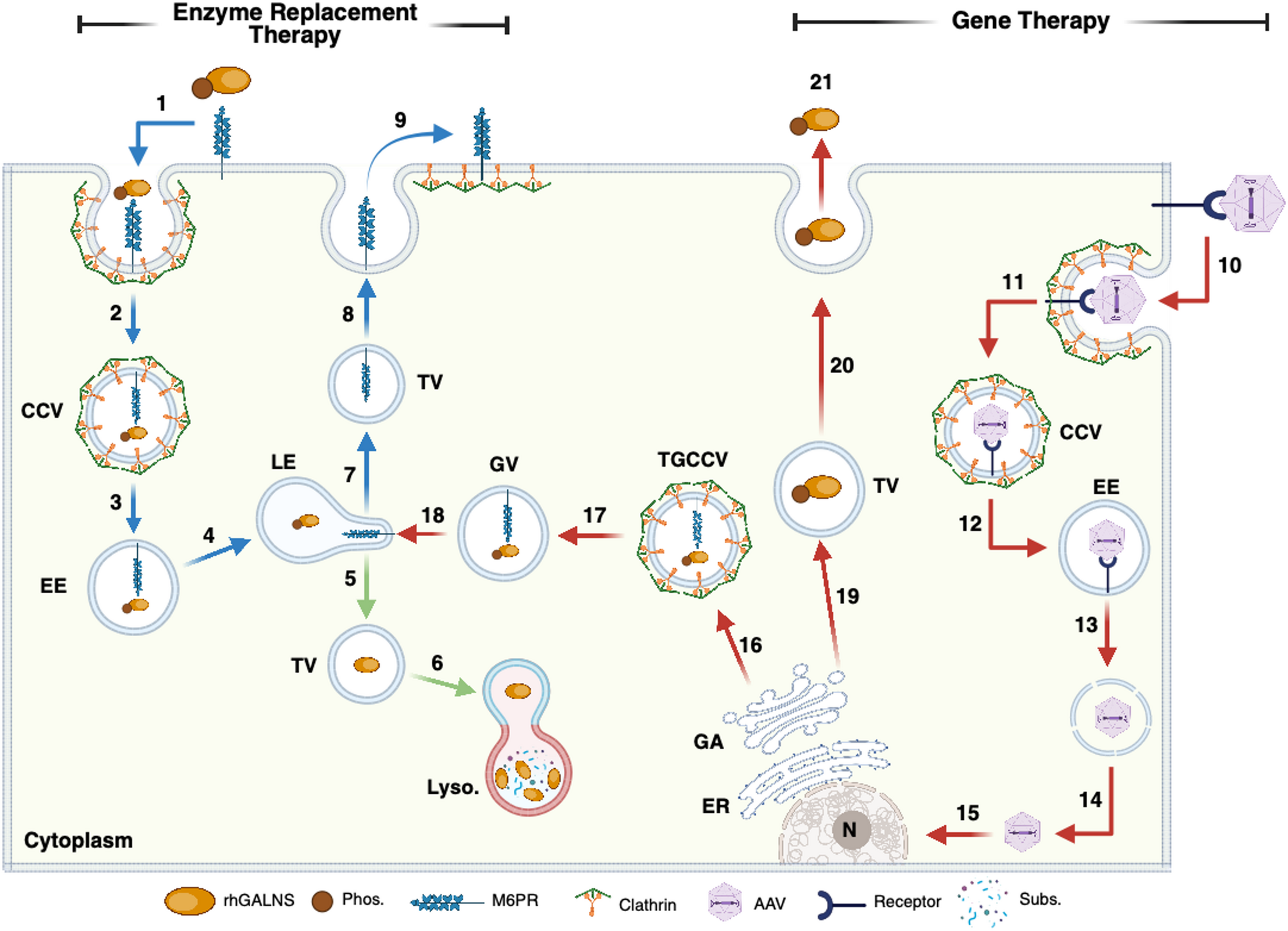 Recent advances in mucopolysaccharidosis IVA treatment
