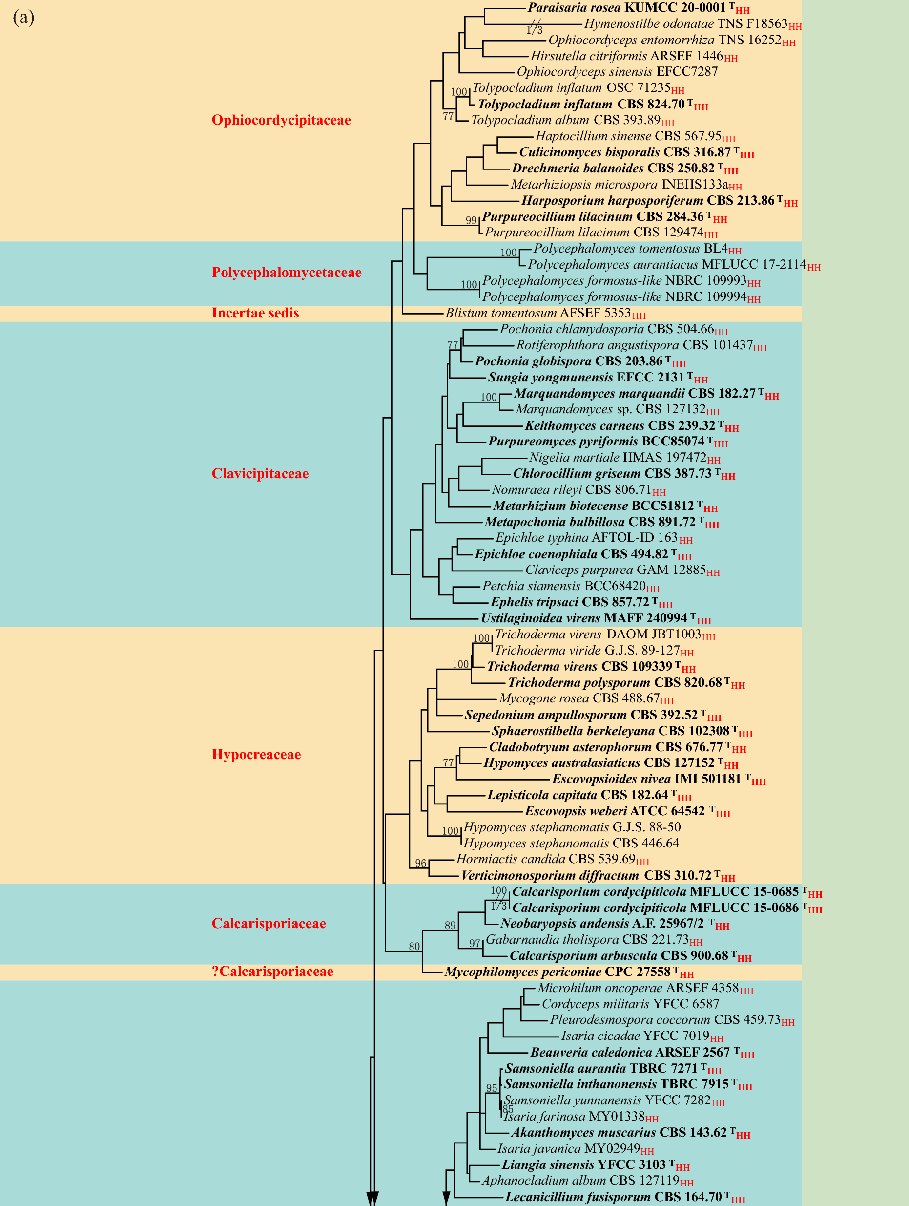Notes, outline, systematics and phylogeny of hyaline-spored hyphomycetes